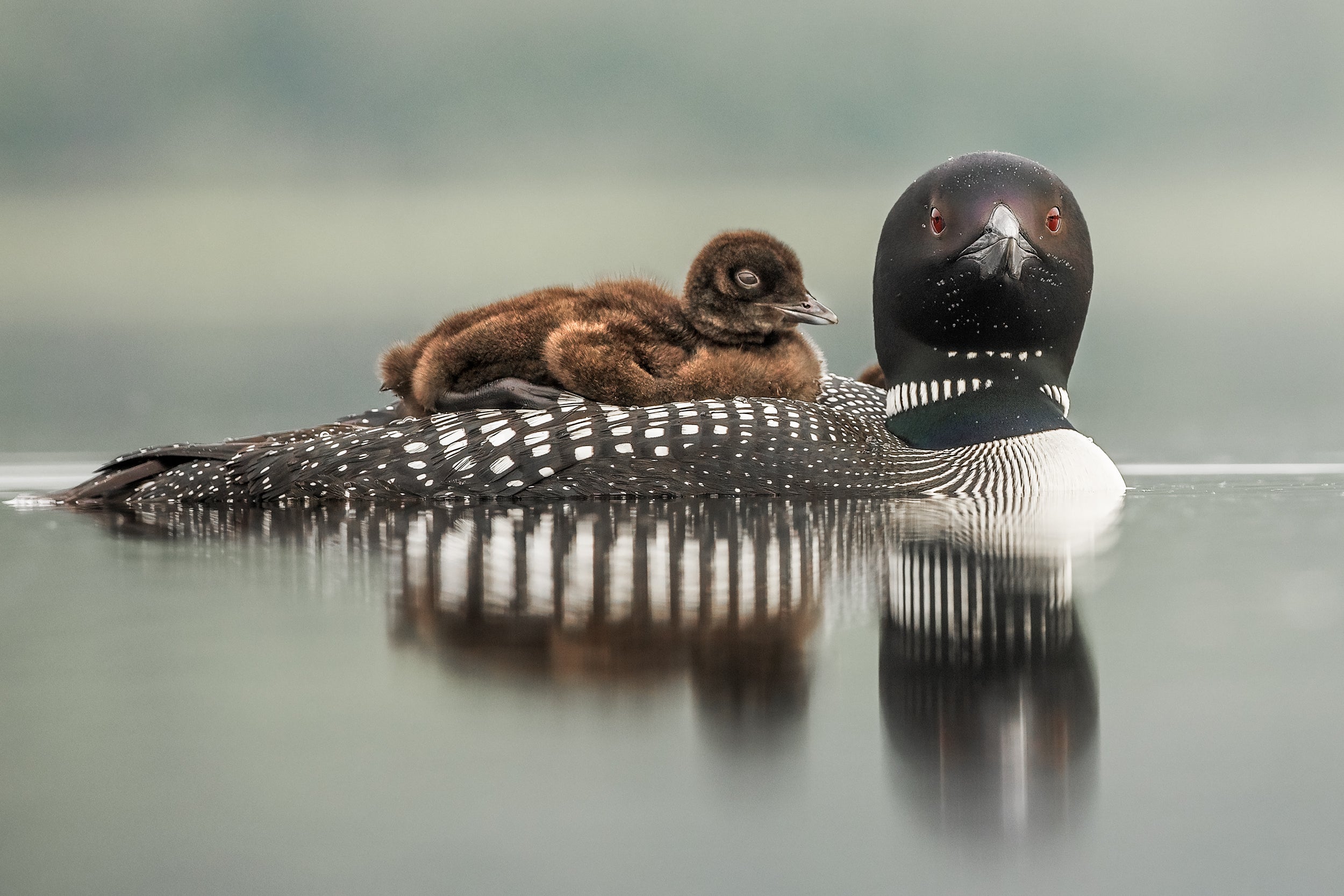 Common Loon 076