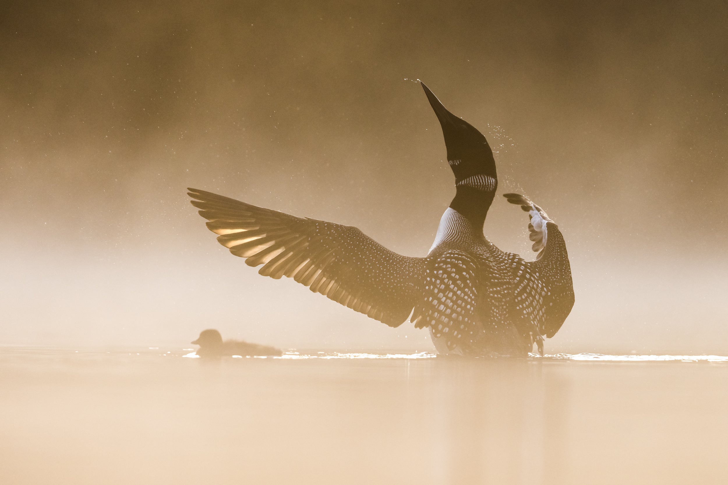 Common Loon 077