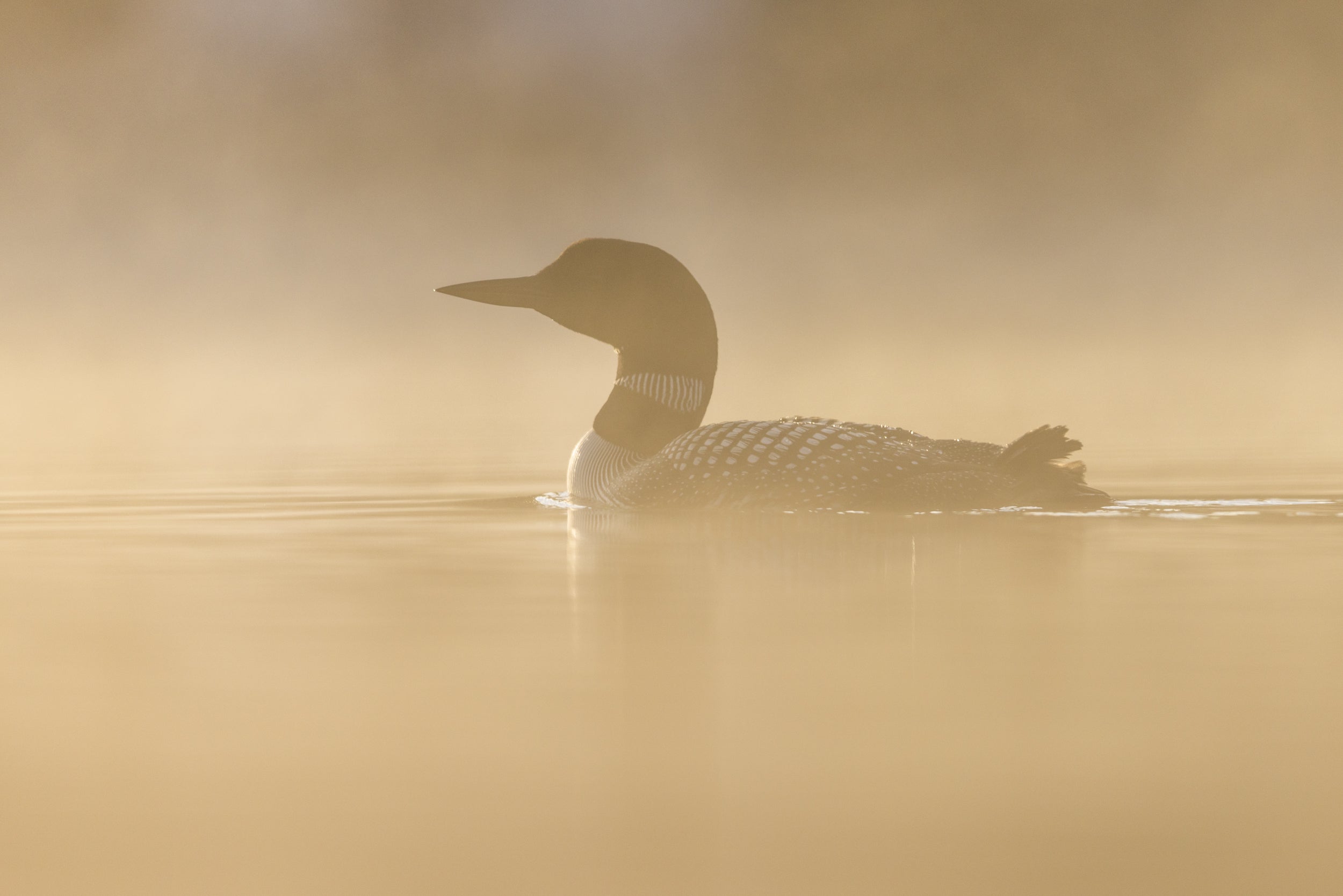 Common Loon 078