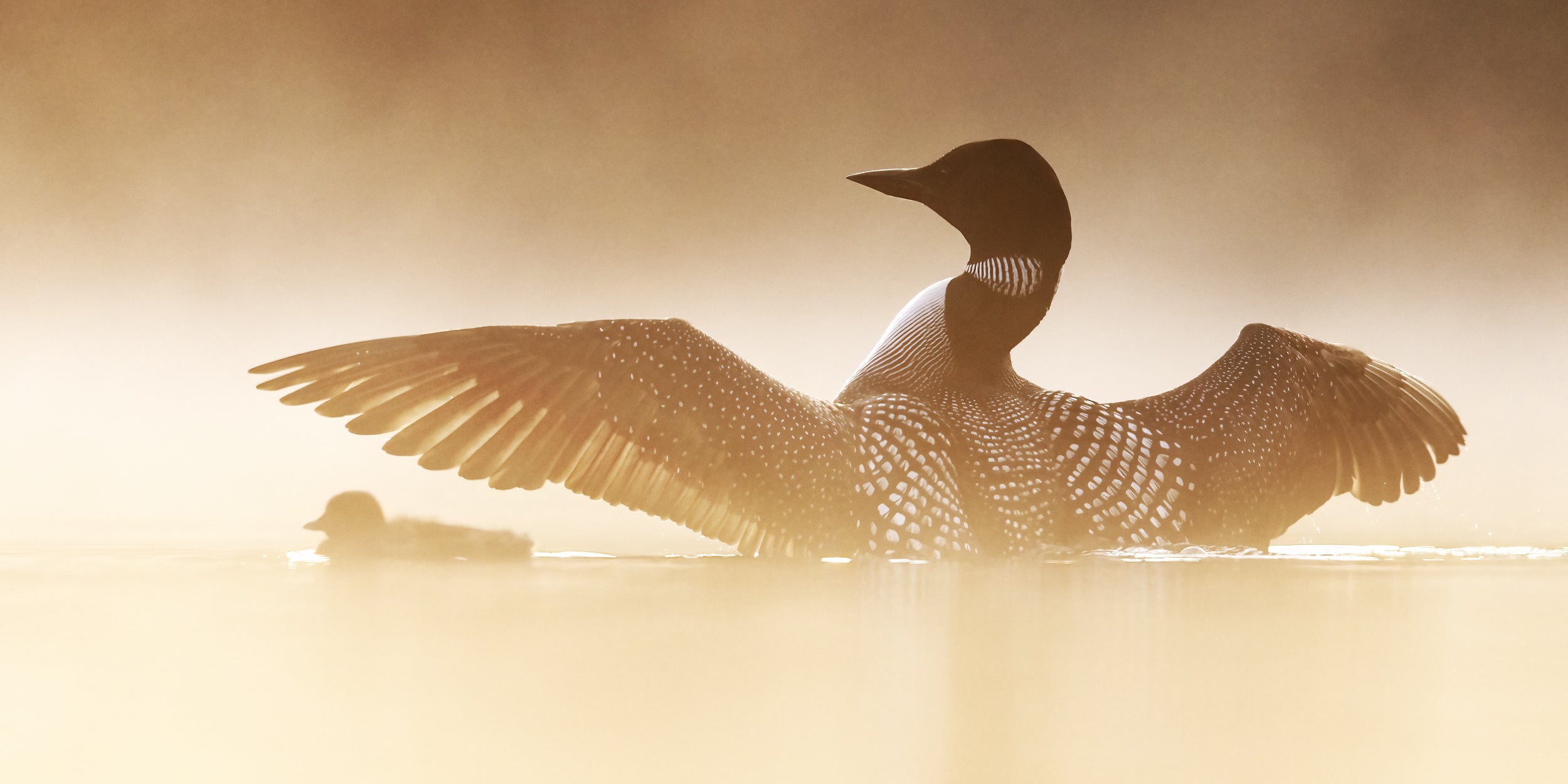 Common Loon 079