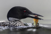 Common Loon 080