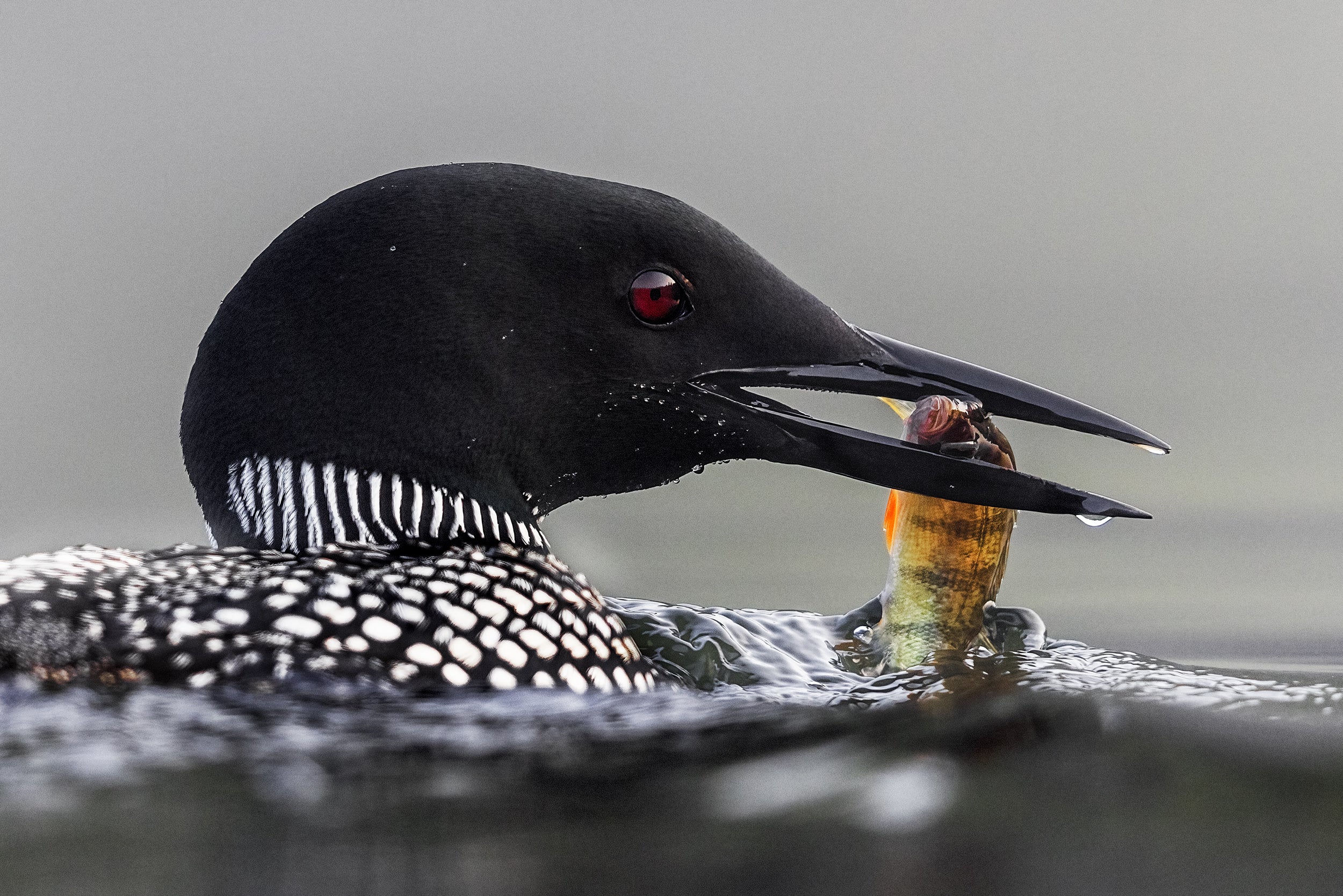 Common Loon 080