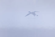Common Loon 081