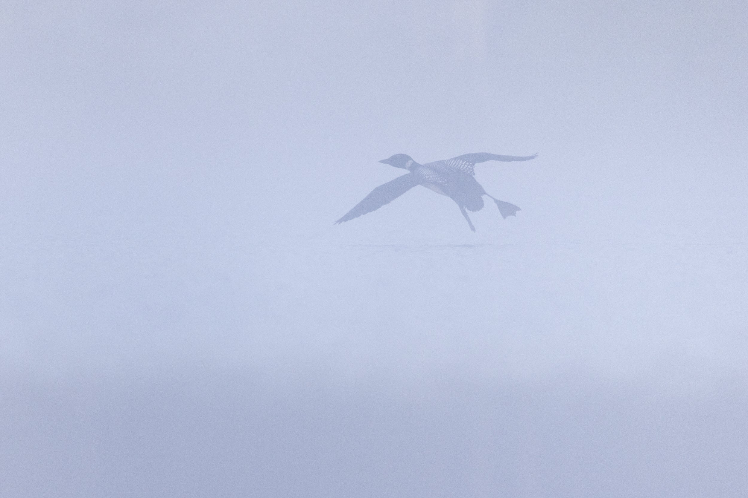 Common Loon 081