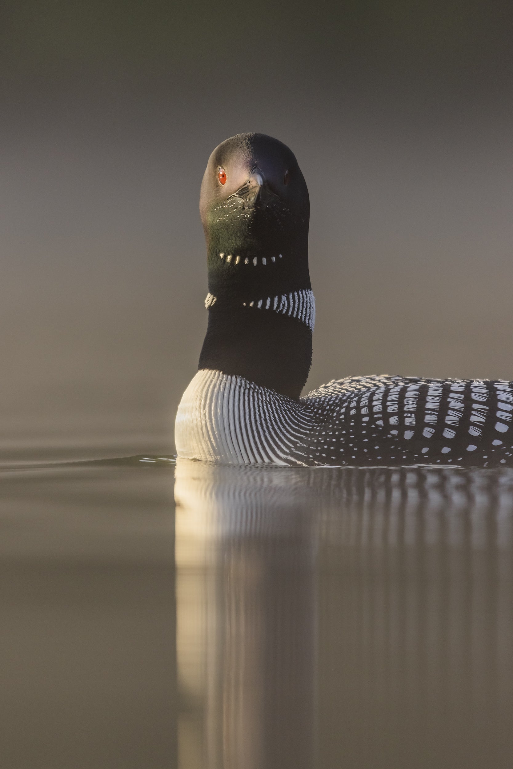 Common Loon 082