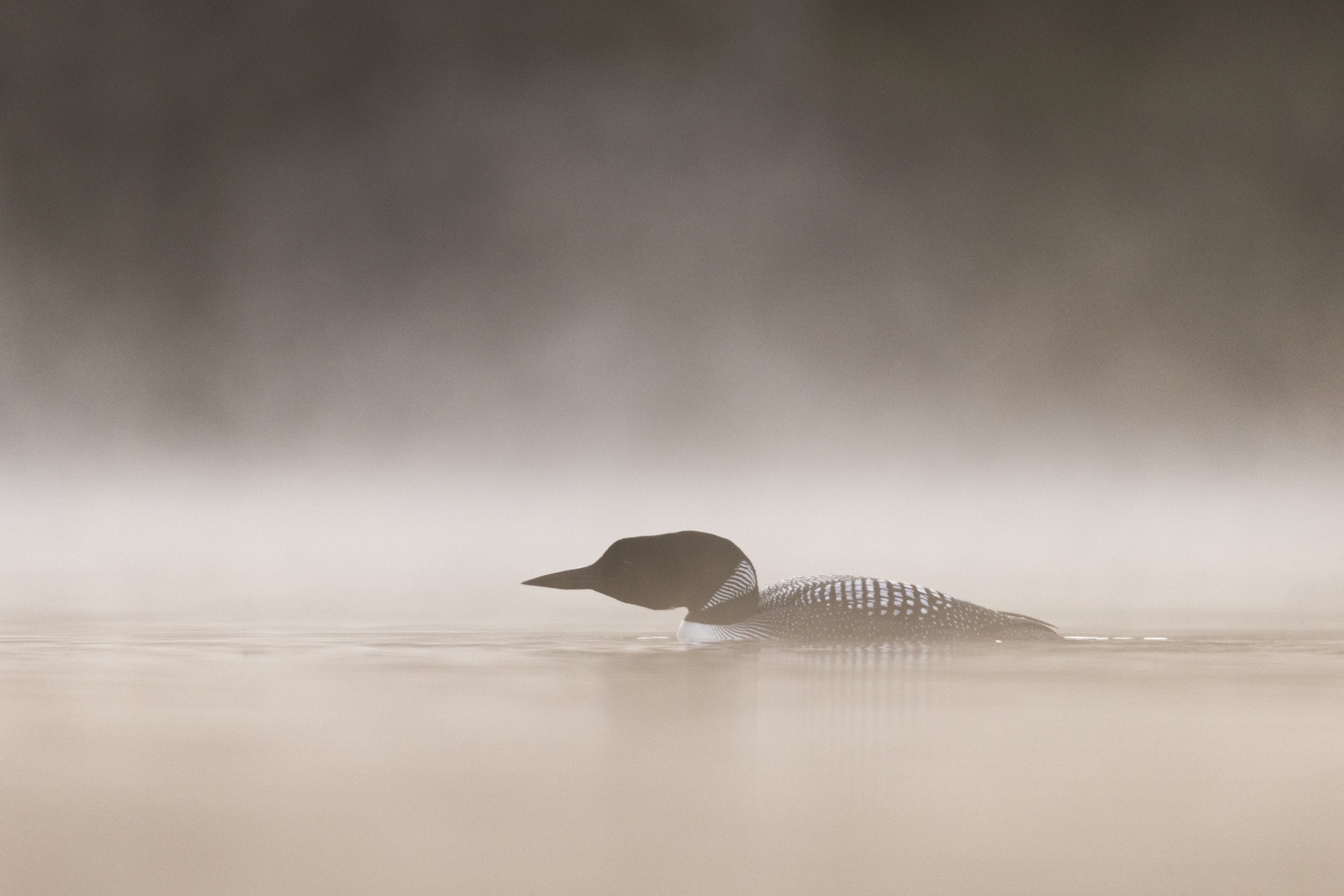Common Loon 083
