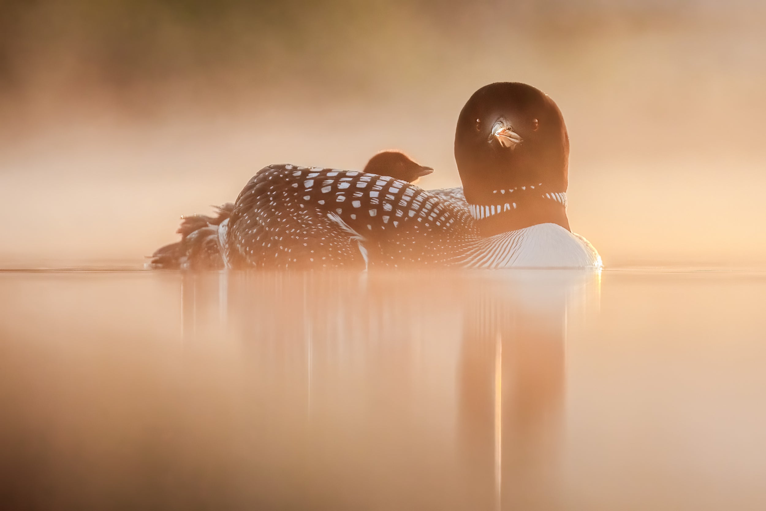 Common Loon 084