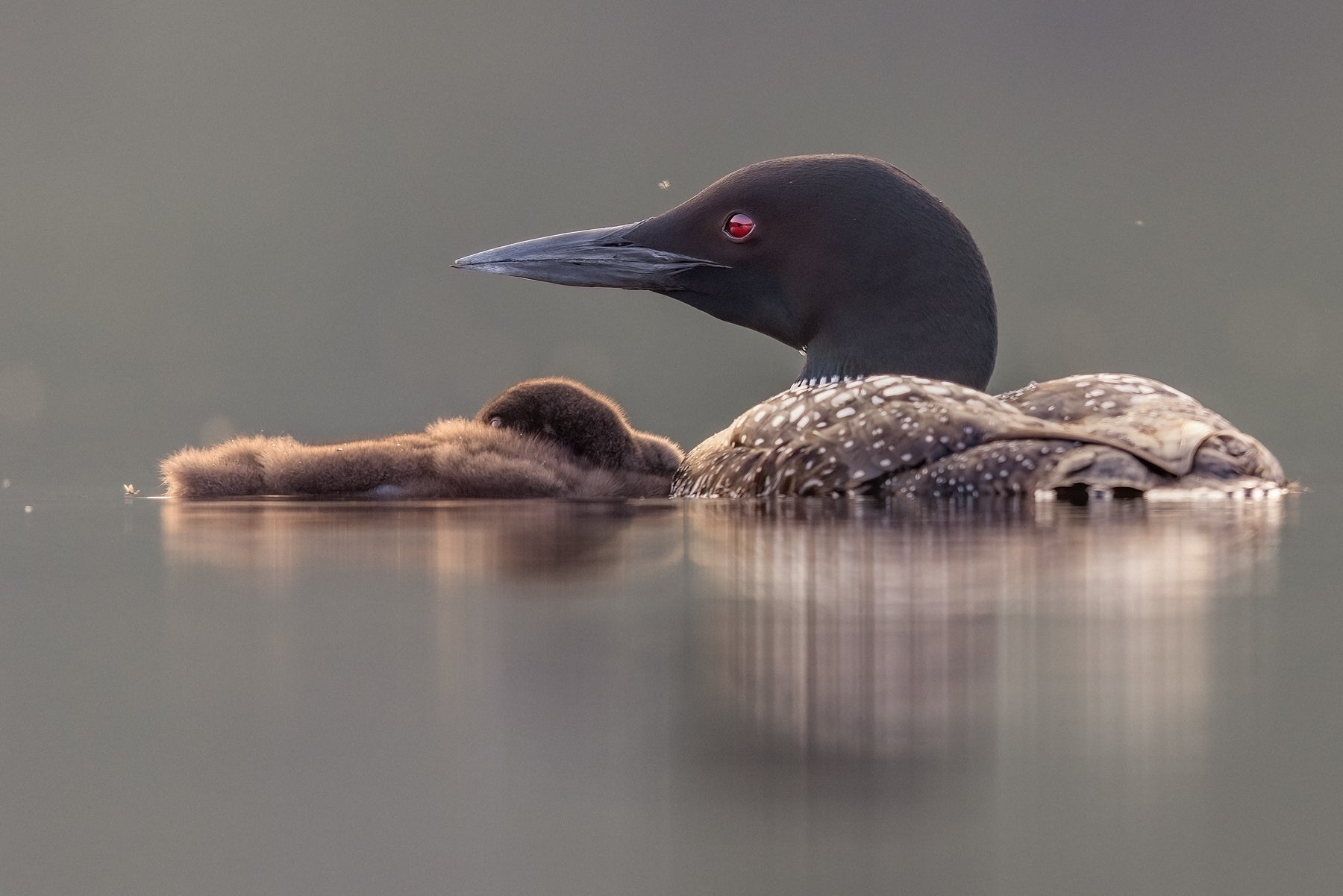 Common Loon 083