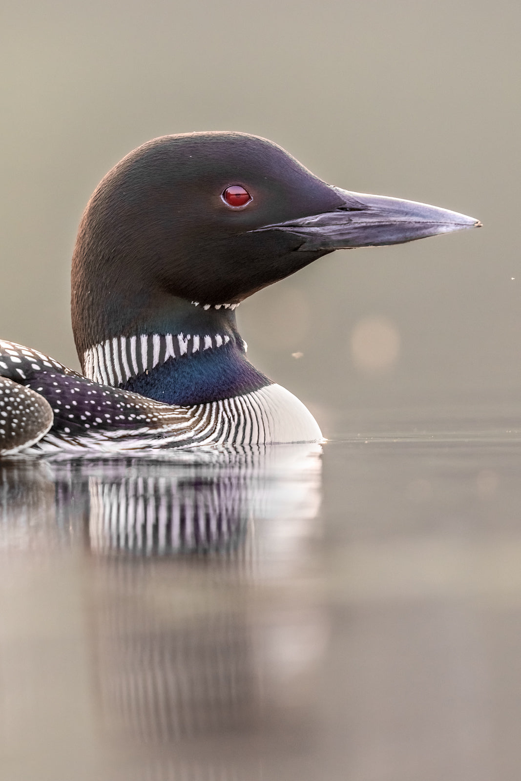Common Loon 083