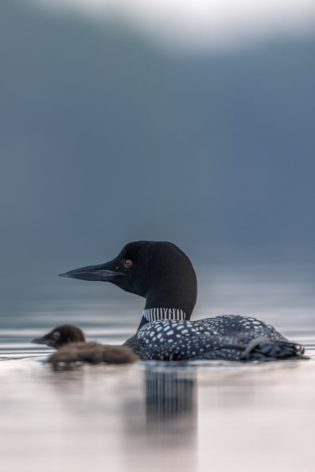 Common Loon 083