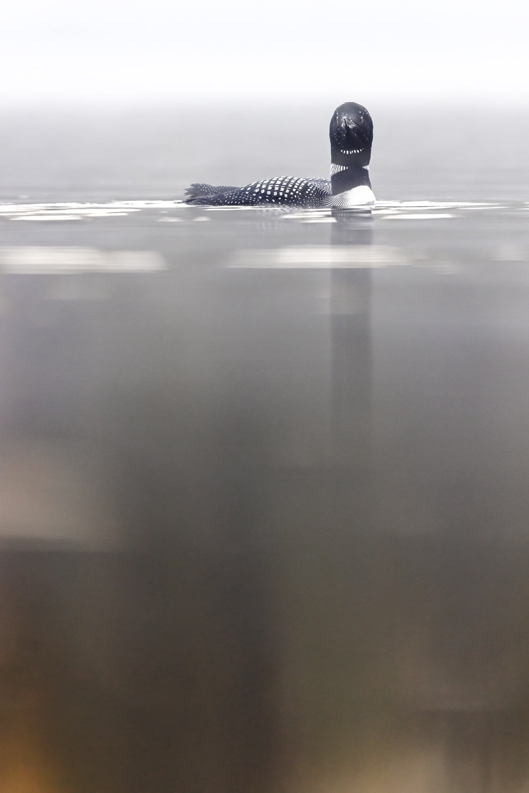 Common Loon 083