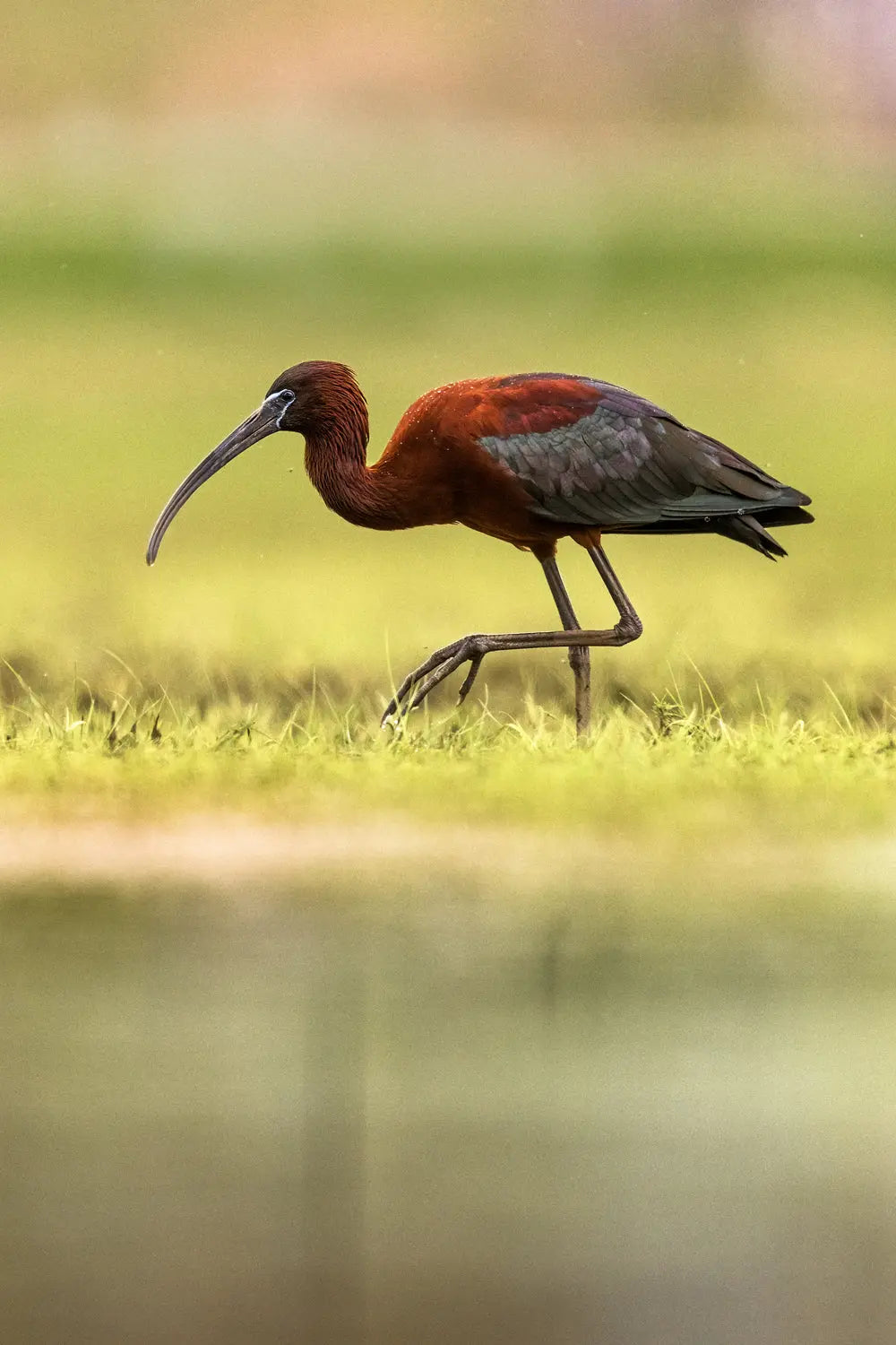 Ibis-01 Jean-Simon Bégin - Photographe Animalier et Artiste Peintre