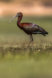 Ibis-02 Jean-Simon Bégin - Photographe Animalier et Artiste Peintre