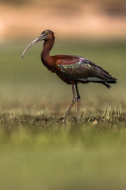 Seeadler_020