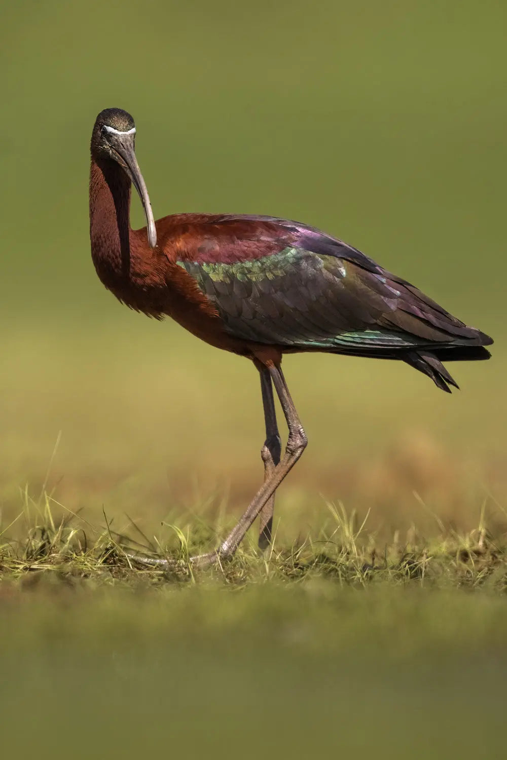 Ibis-03 Jean-Simon Bégin - Photographe Animalier et Artiste Peintre