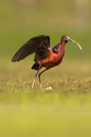 Seeadler_020