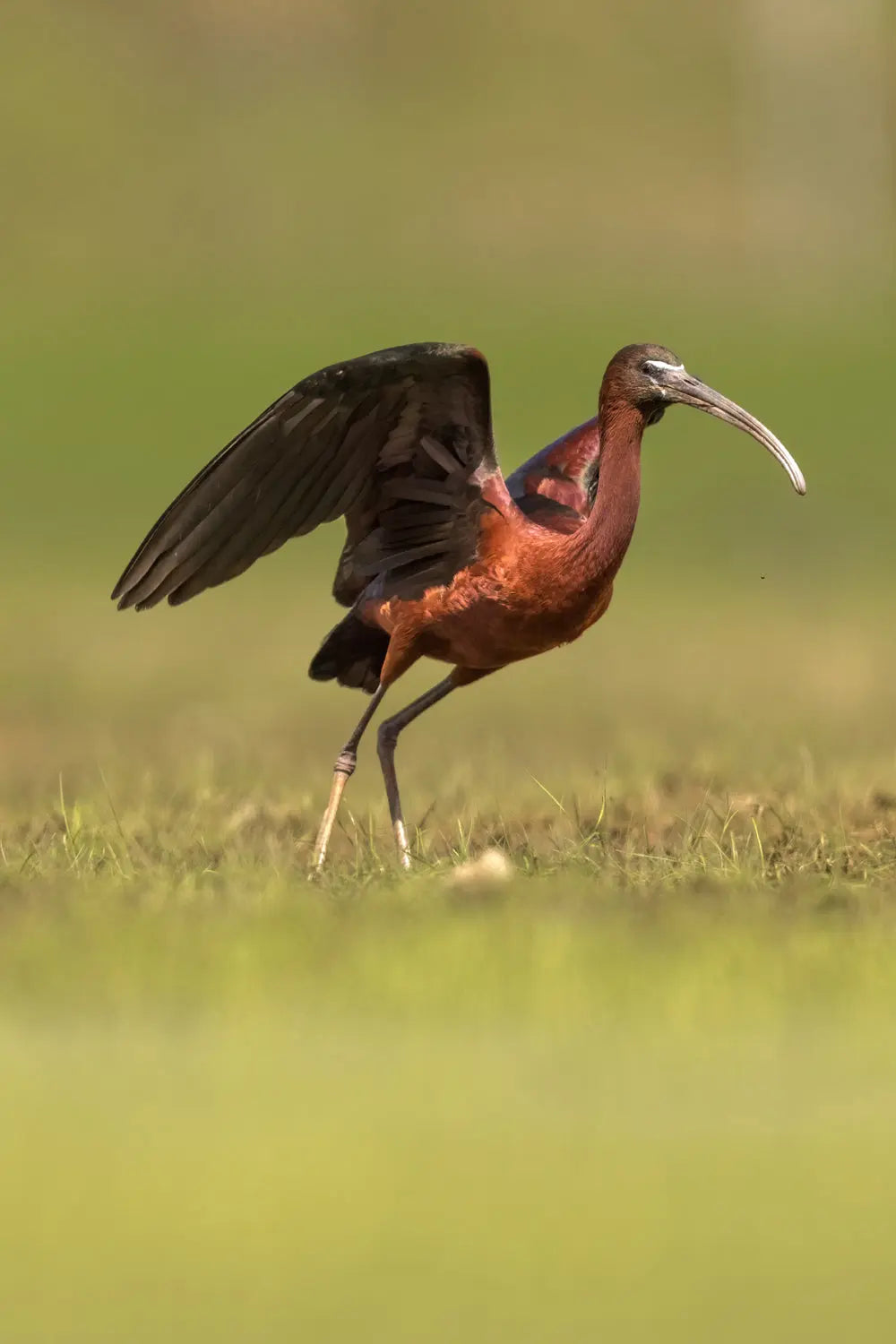 Ibis-04 Jean-Simon Bégin - Photographe Animalier et Artiste Peintre