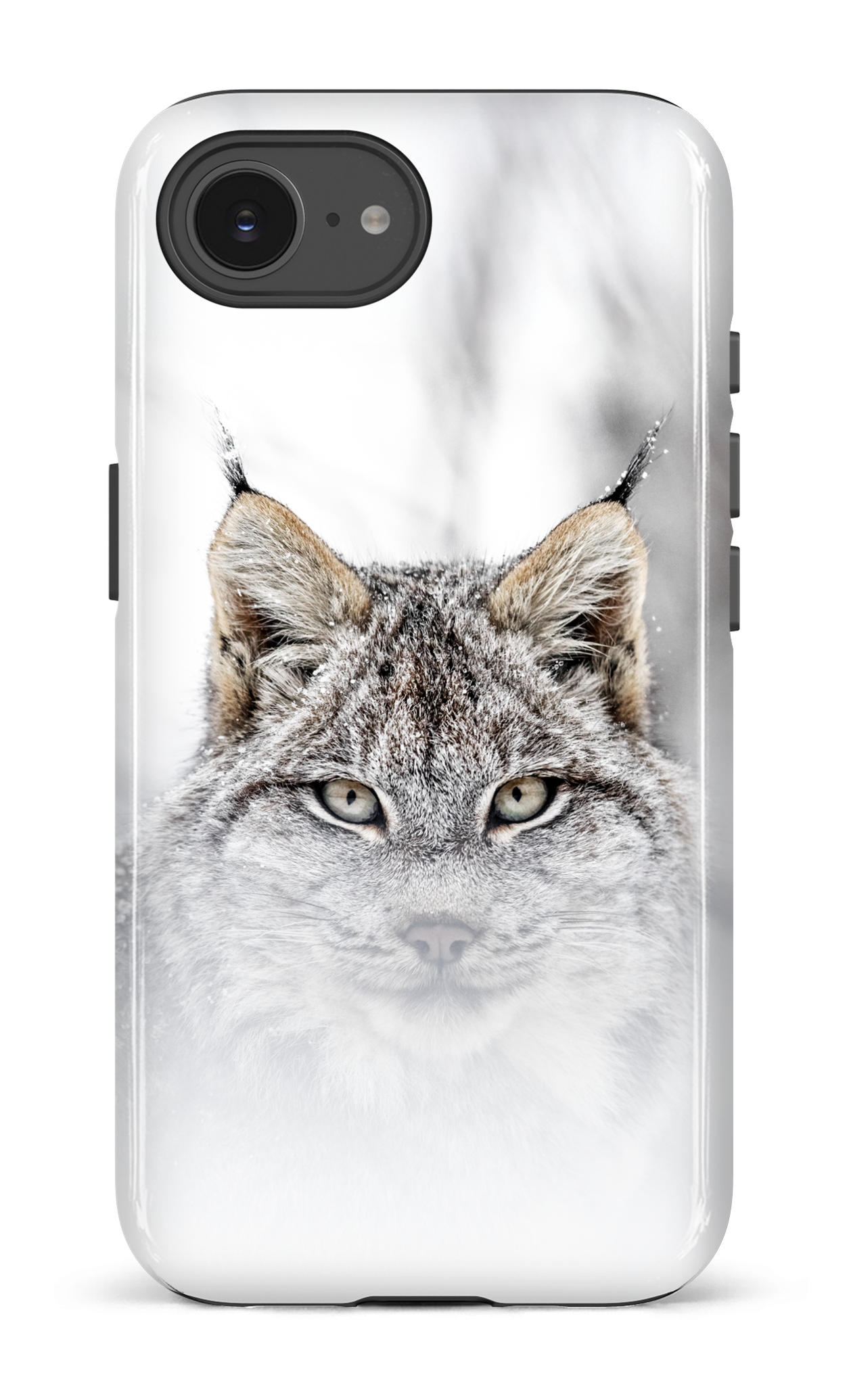 Le chat