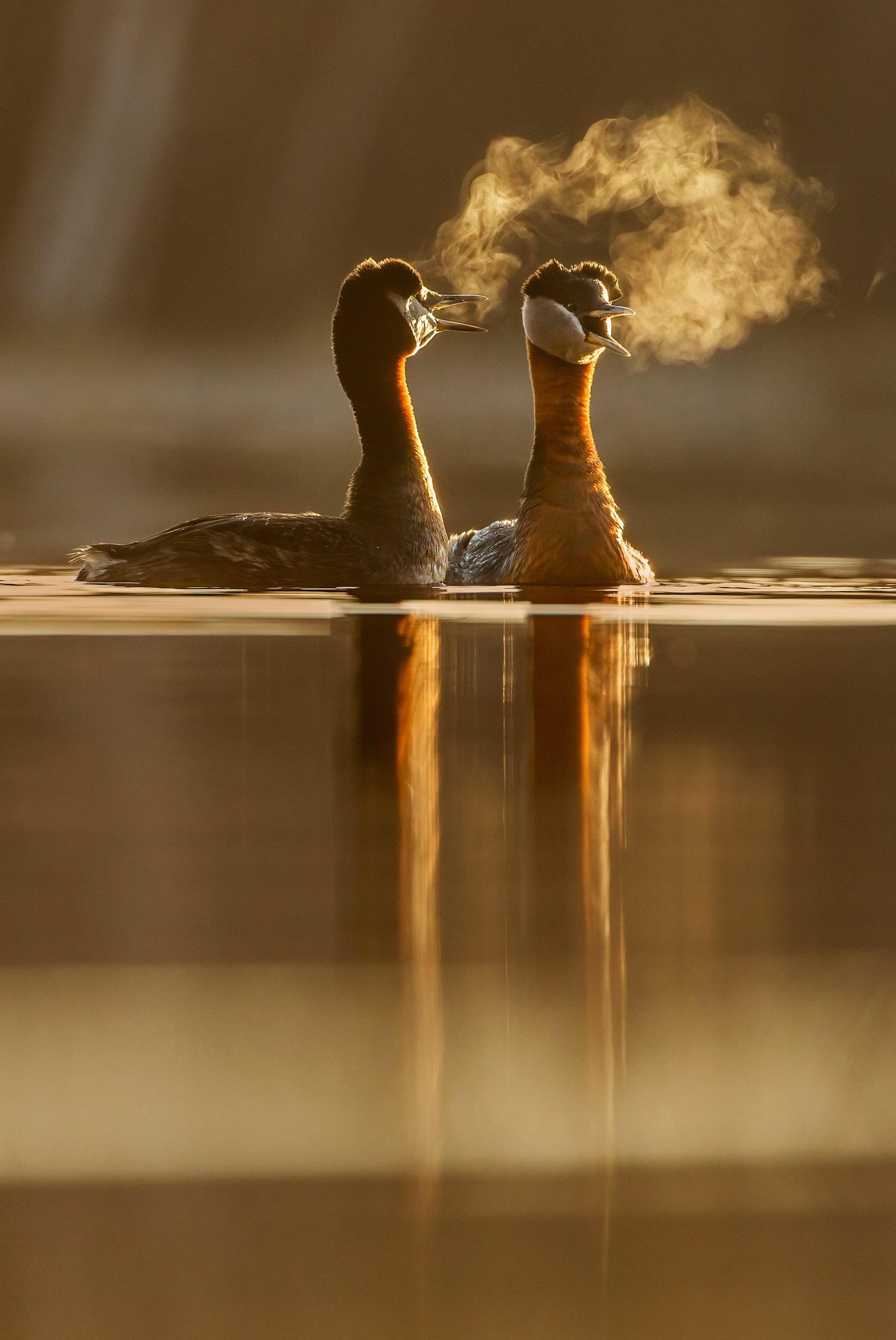 Red-necked Grebe 001