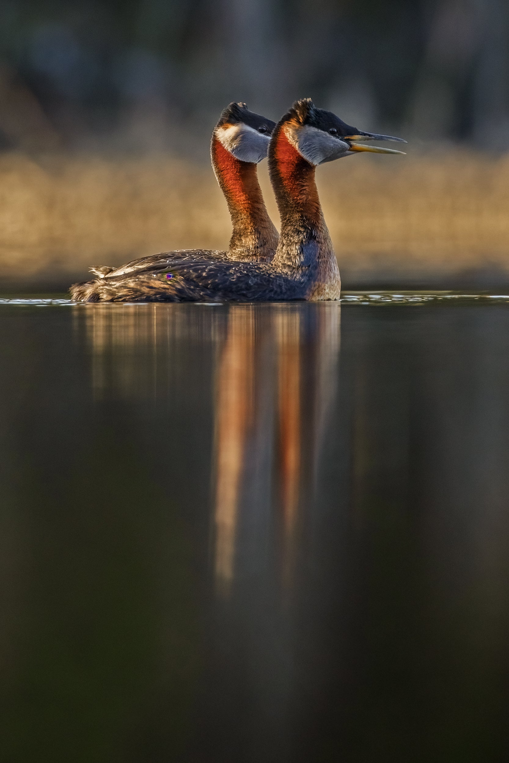 Red-necked Grebe 002
