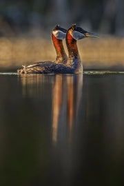 Red-necked Grebe 002