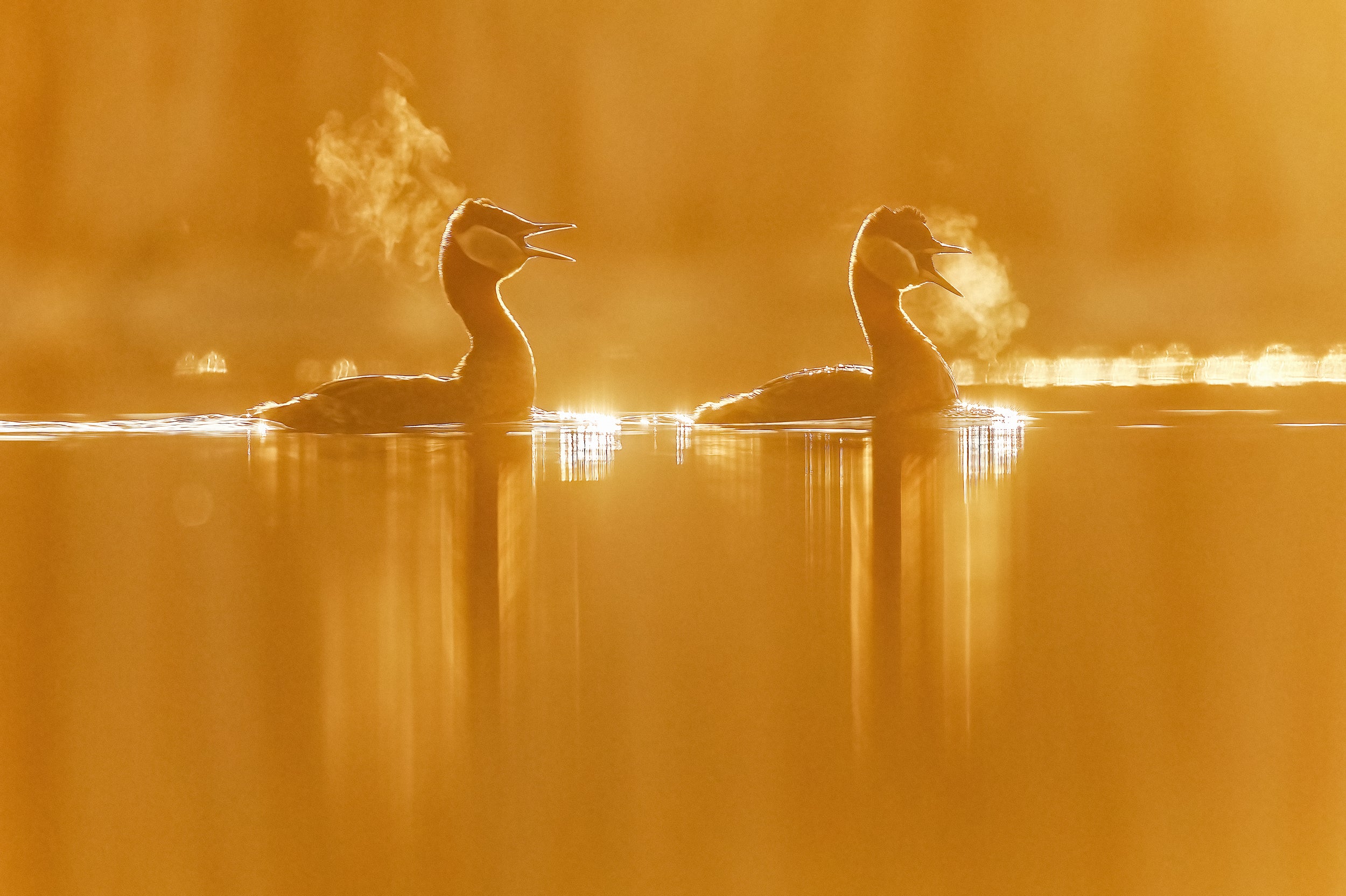 Red-necked Grebe 003