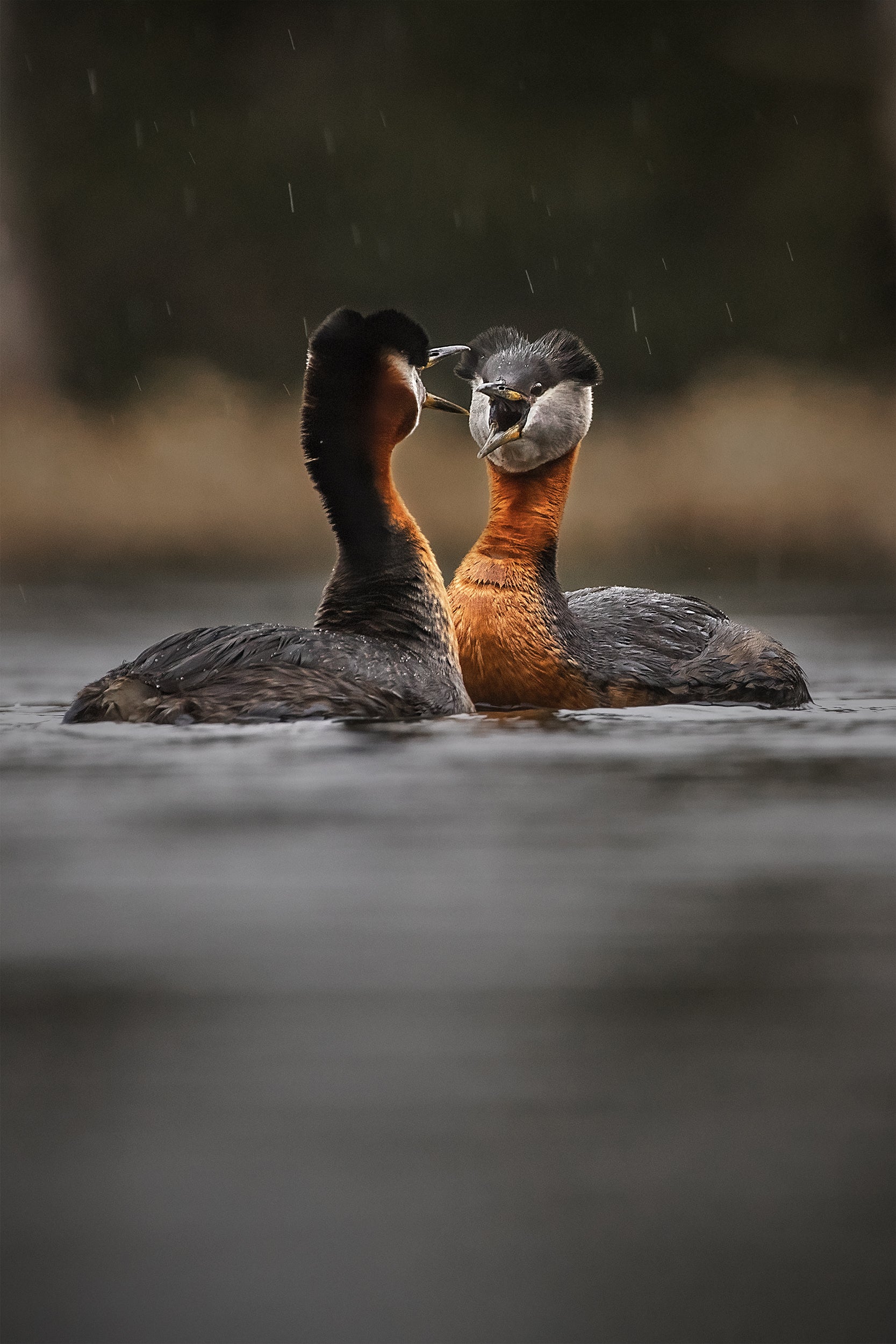 Red-necked Grebe 004