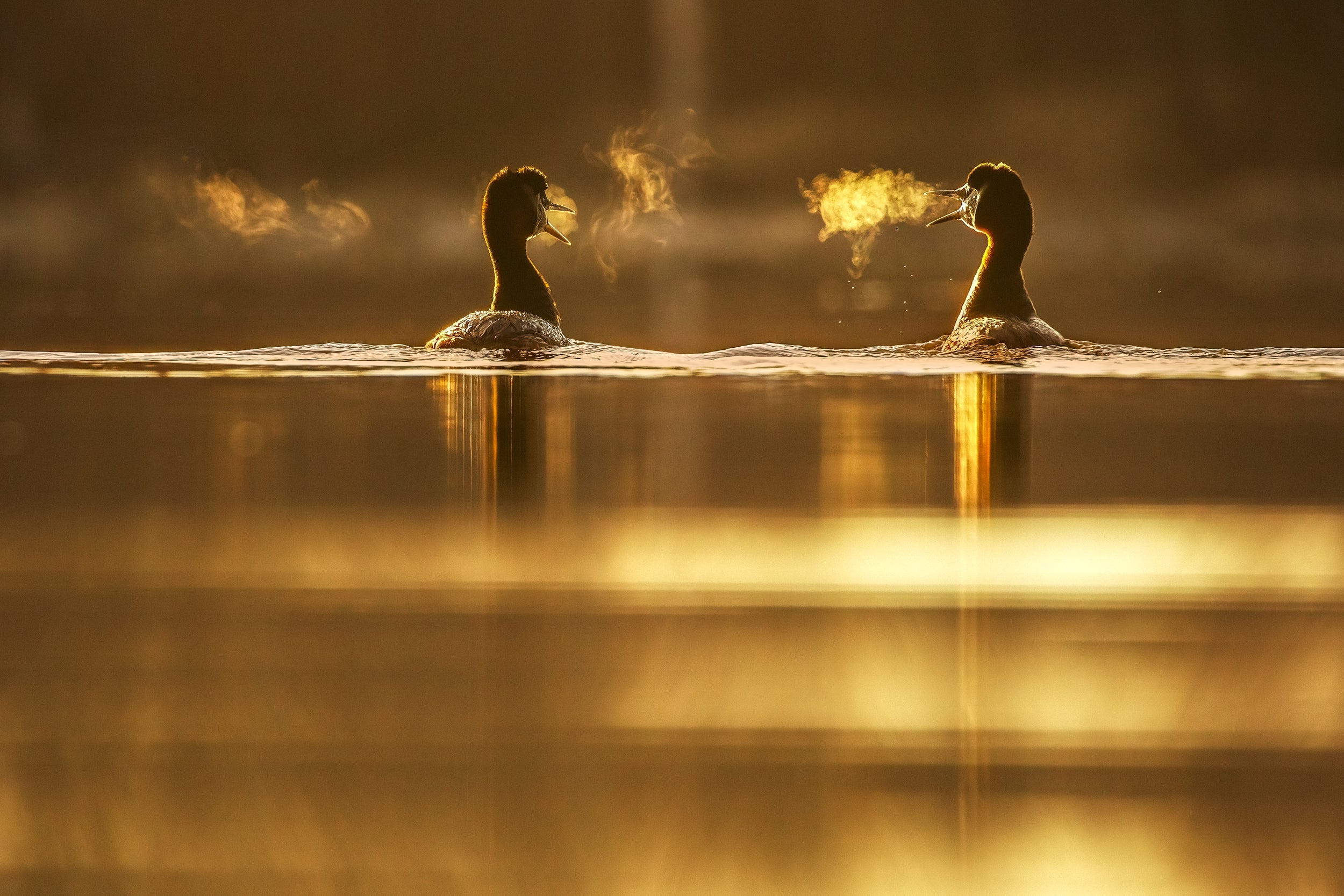 Red-necked Grebe 005