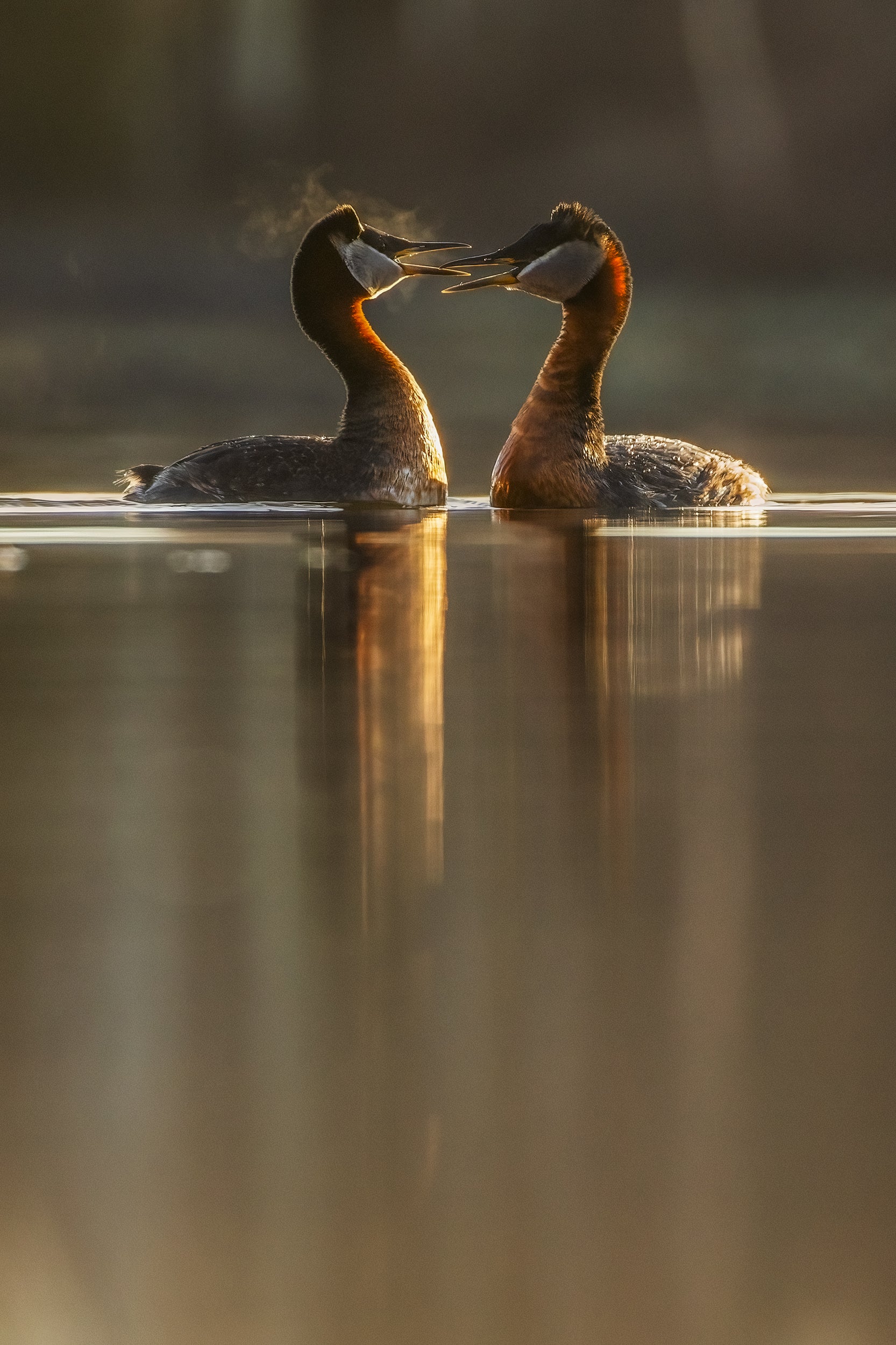 Red-necked Grebe 007