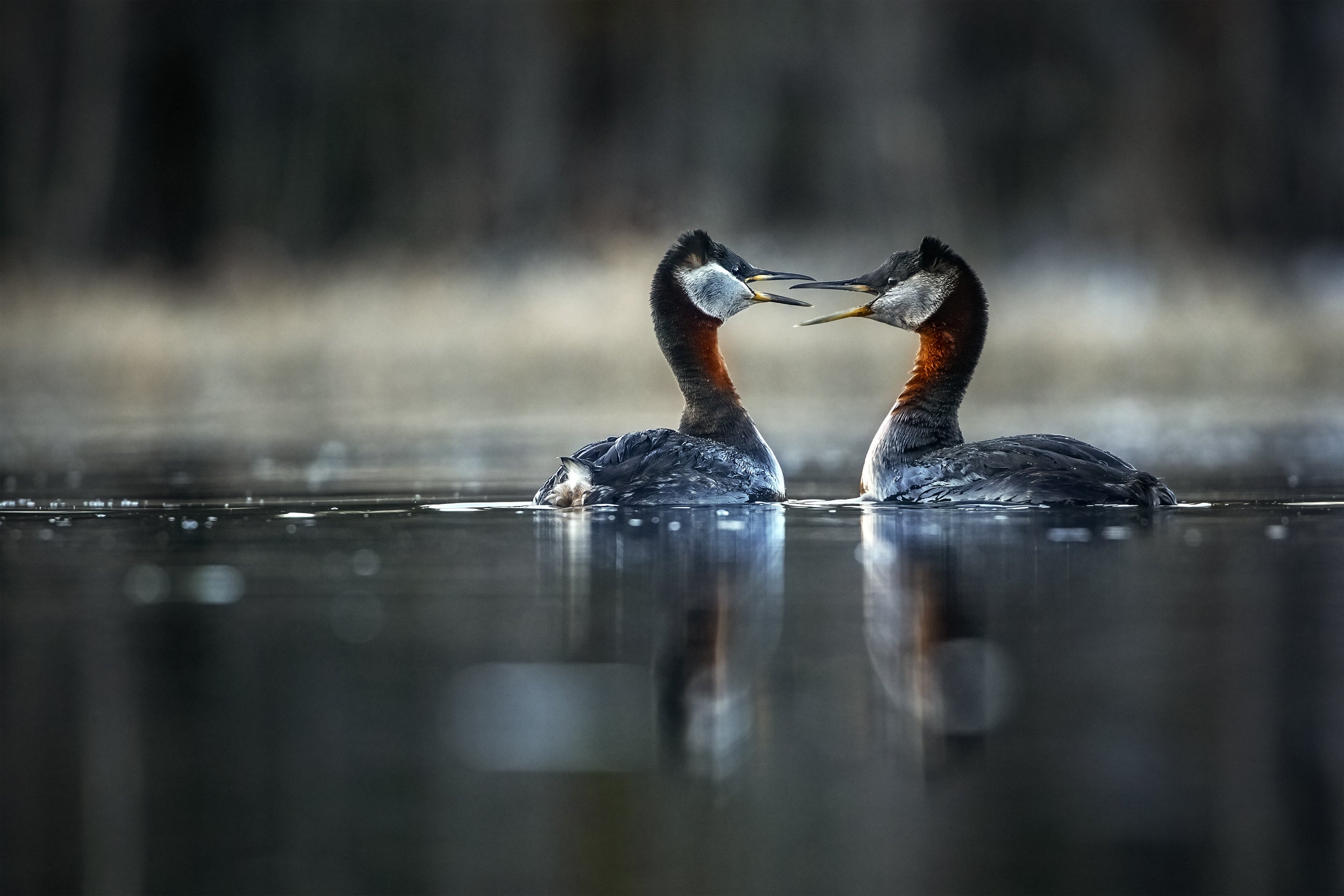 Red-necked Grebe 008