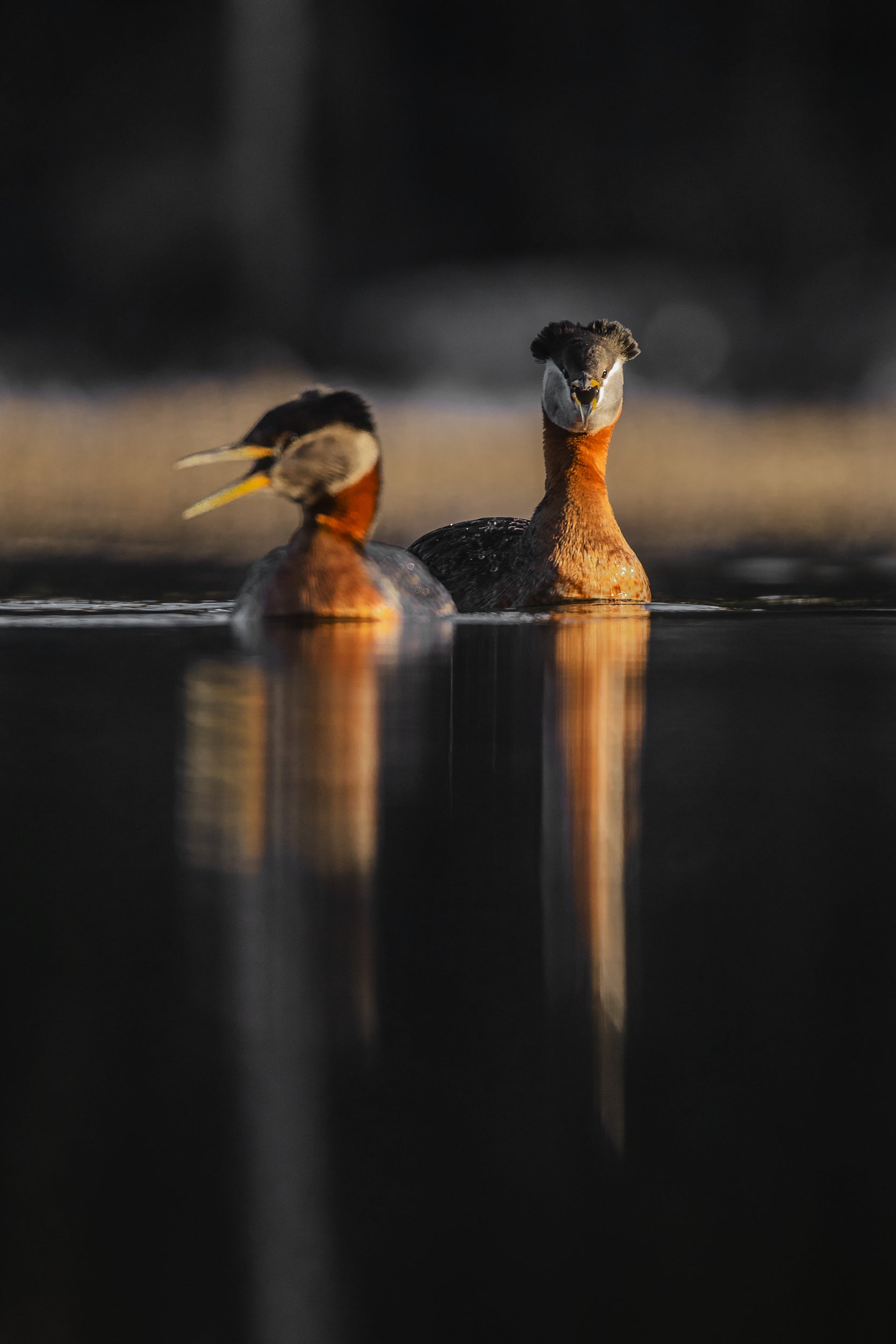 Red-necked Grebe 009