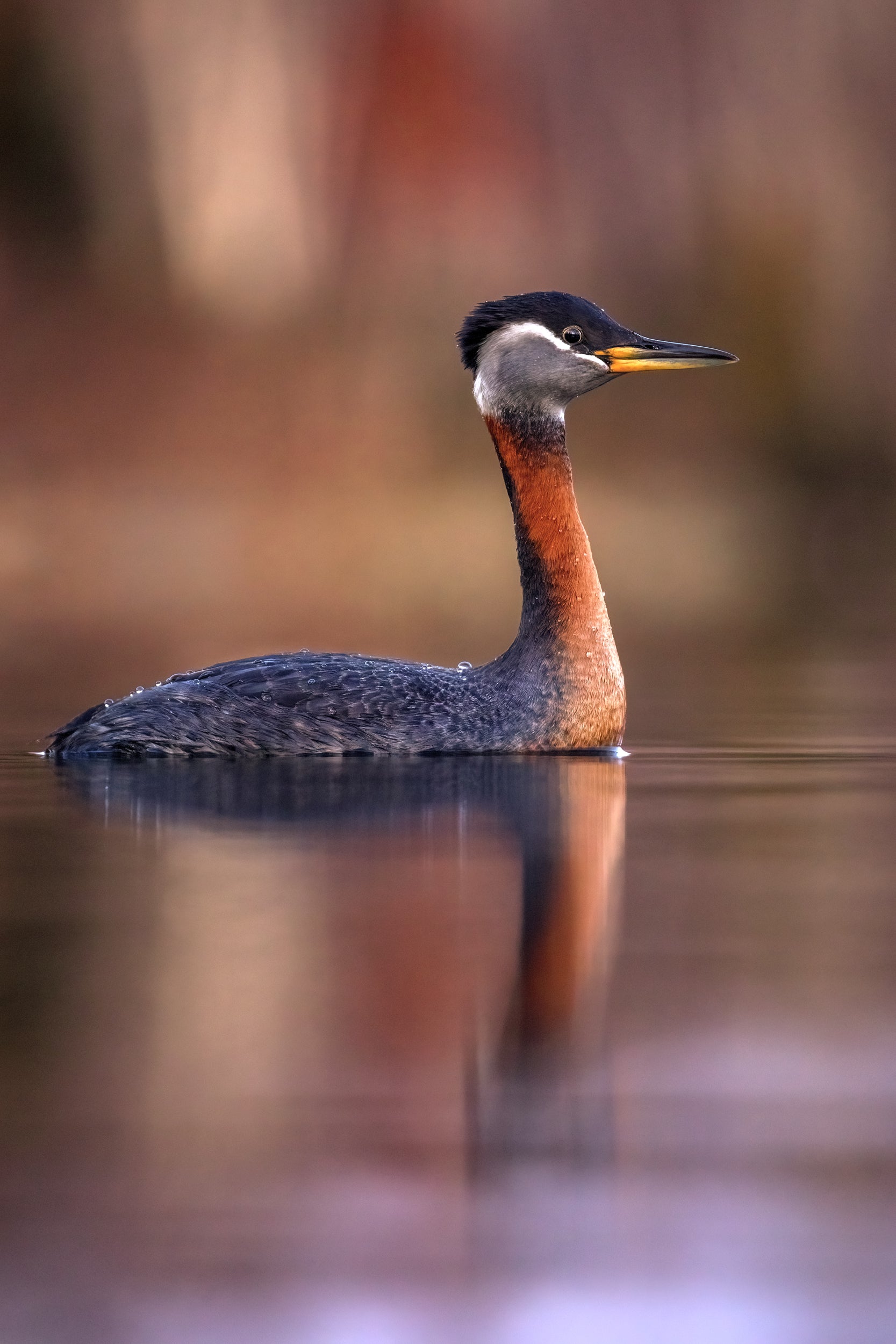 Red-necked Grebe 010