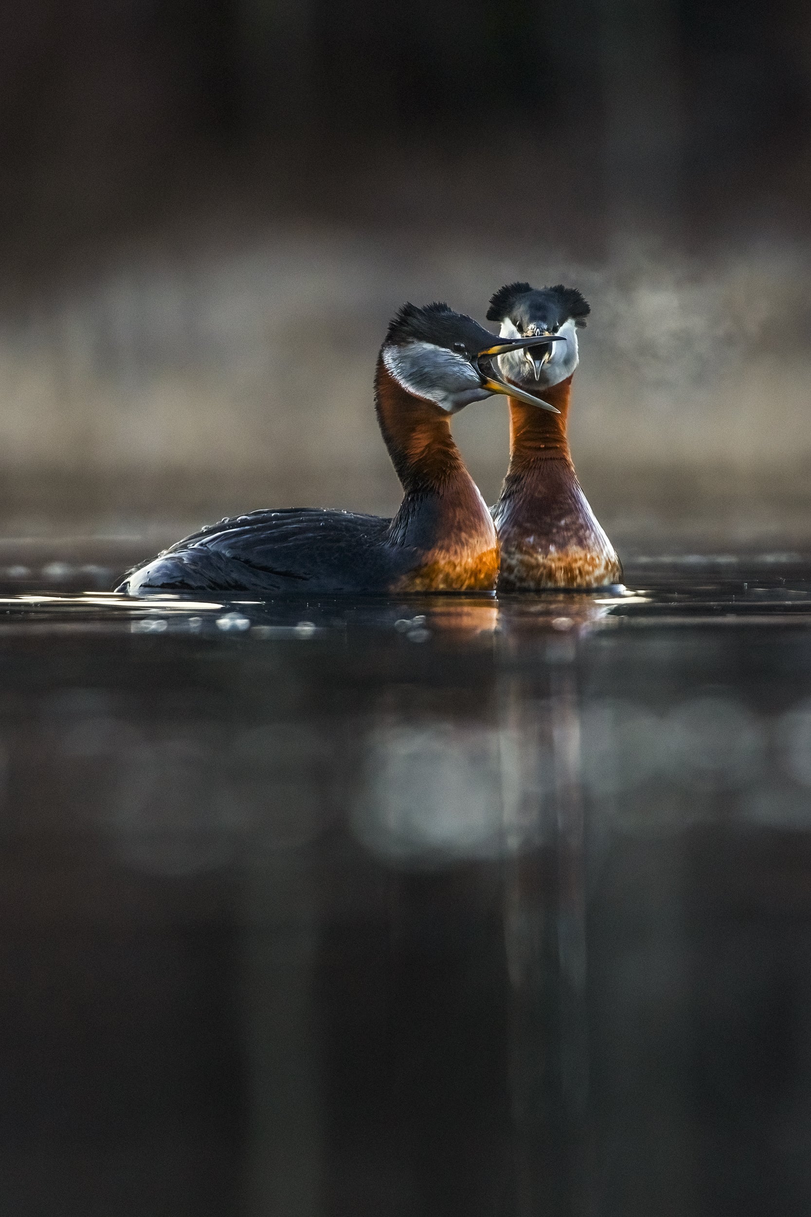 Red-necked Grebe 014