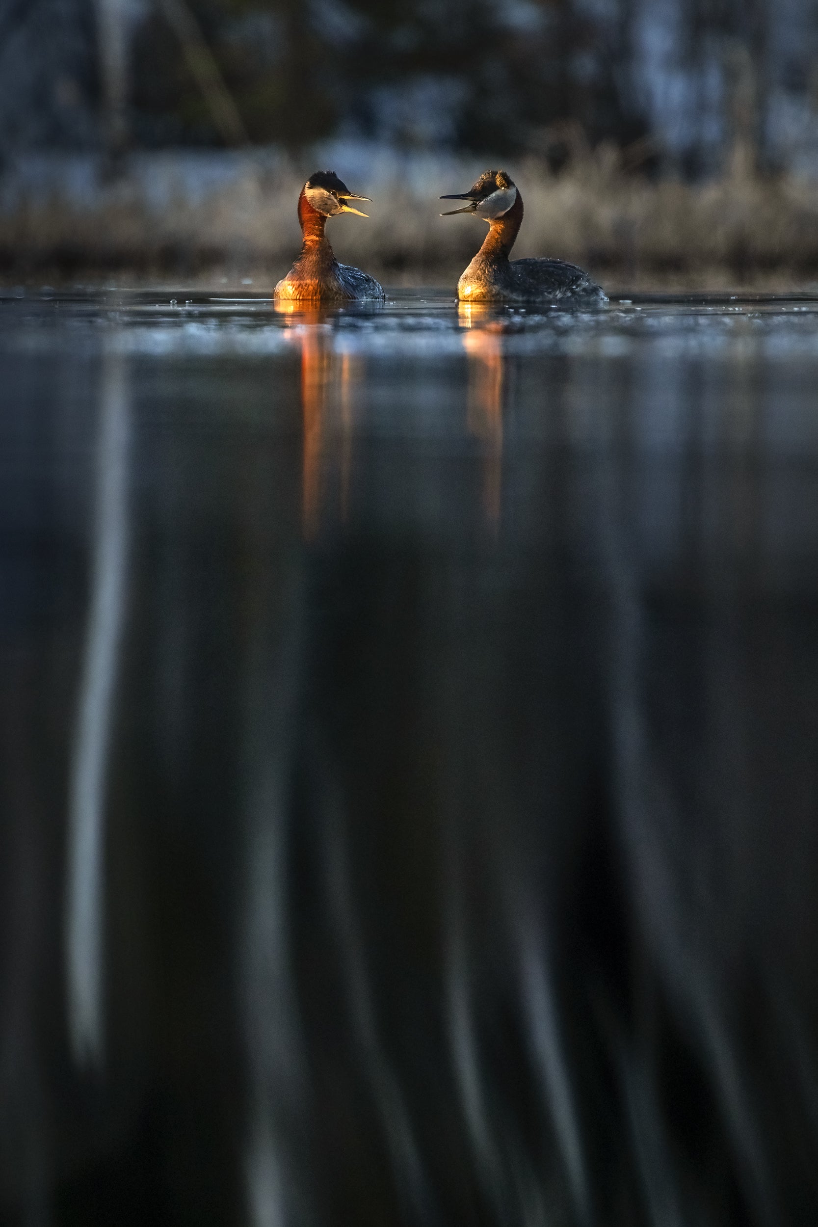Red-necked Grebe 015