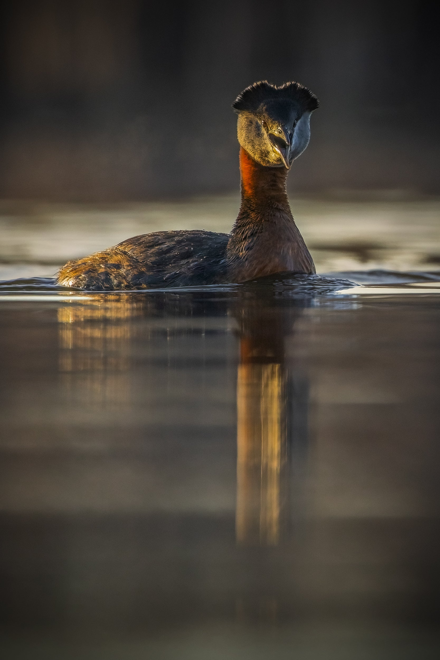 Red-necked Grebe 016