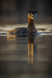 Red-necked Grebe 016