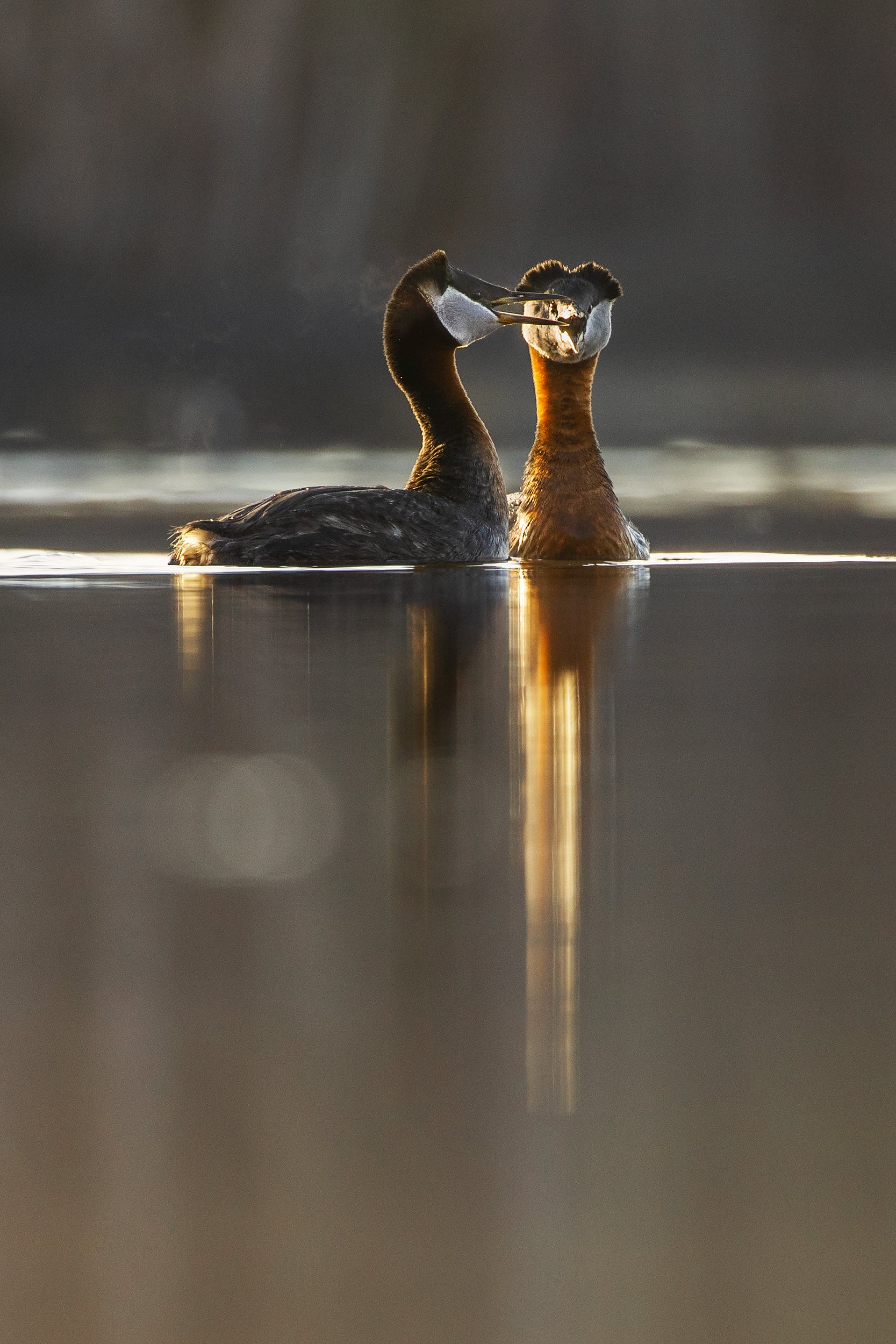 Red-necked Grebe 019