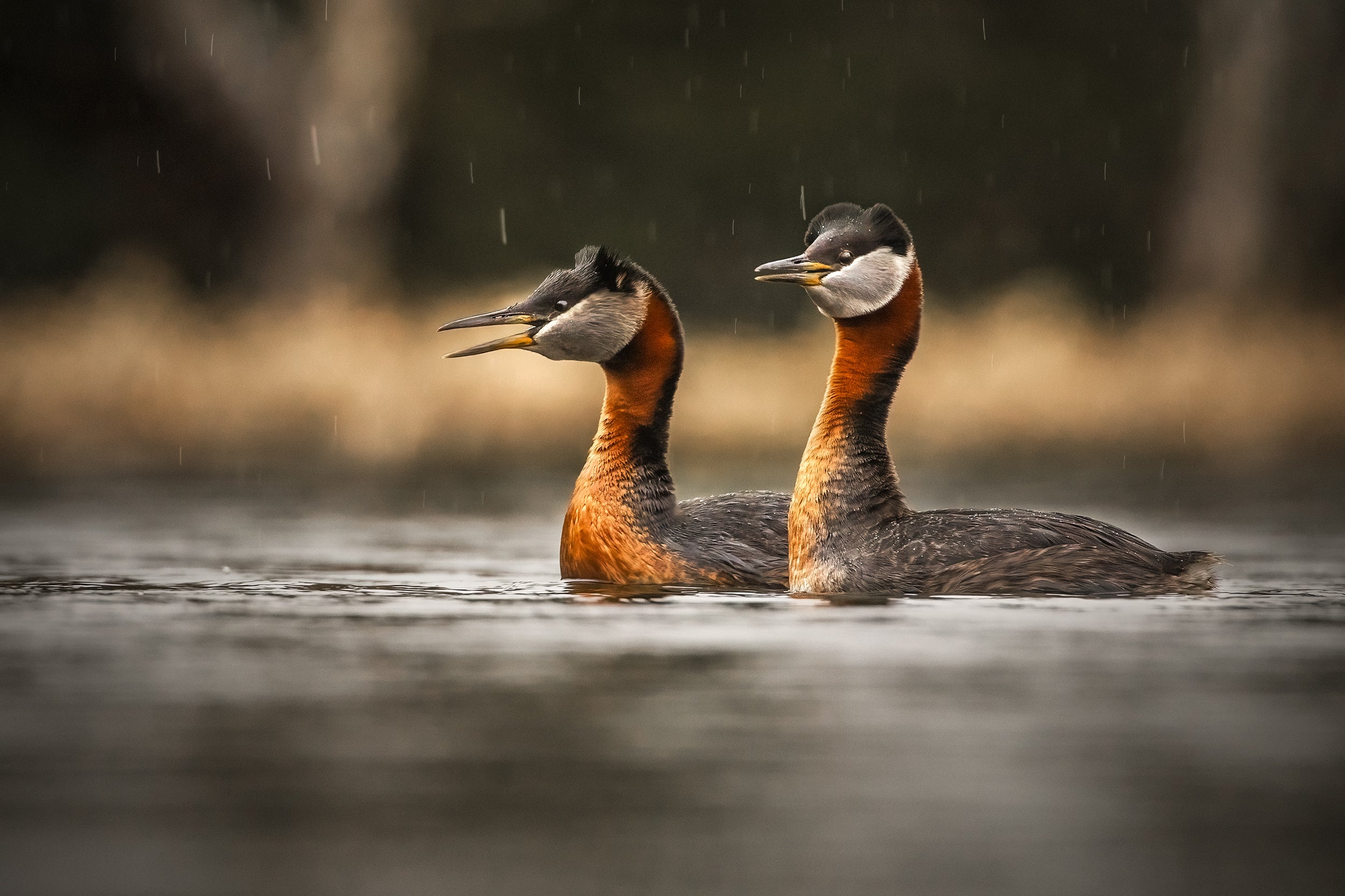 Red-necked Grebe 020