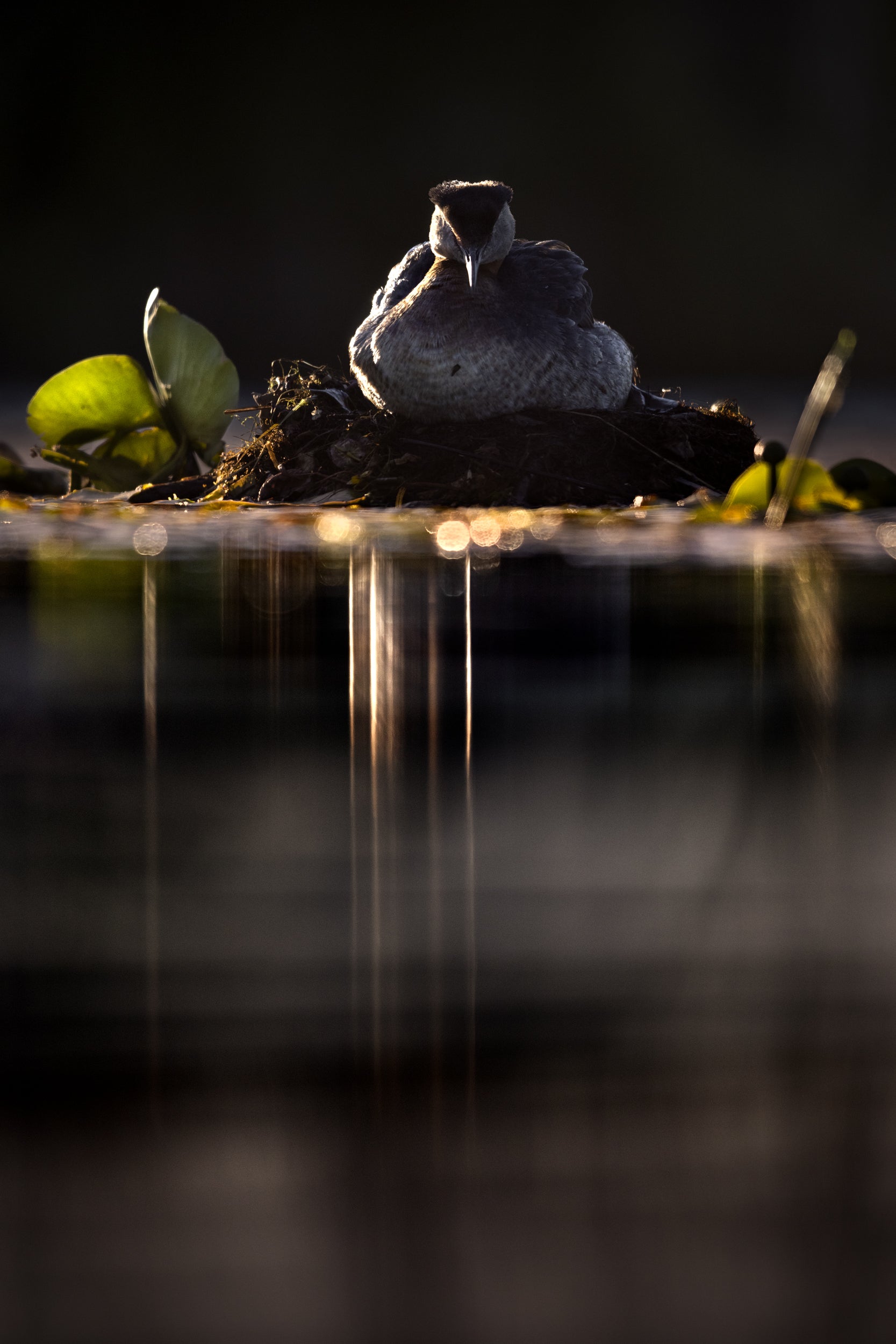 Red-necked Grebe 022