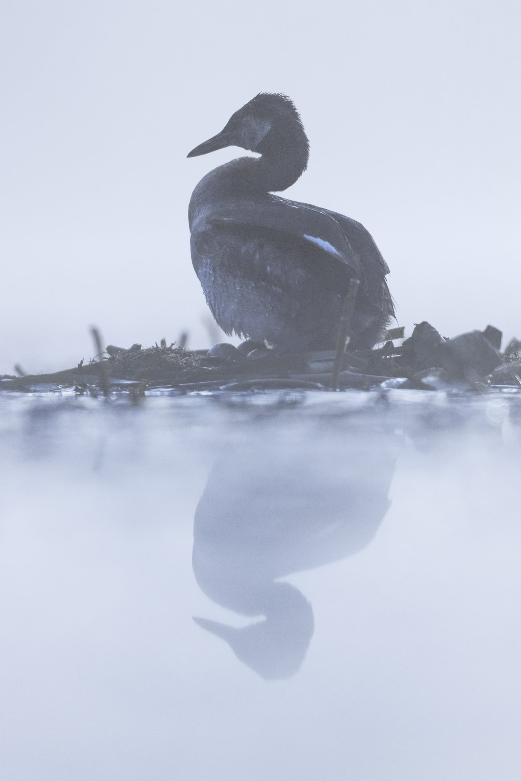 Red-necked Grebe 023
