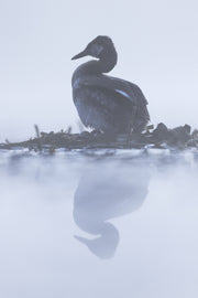 Red-necked Grebe 023