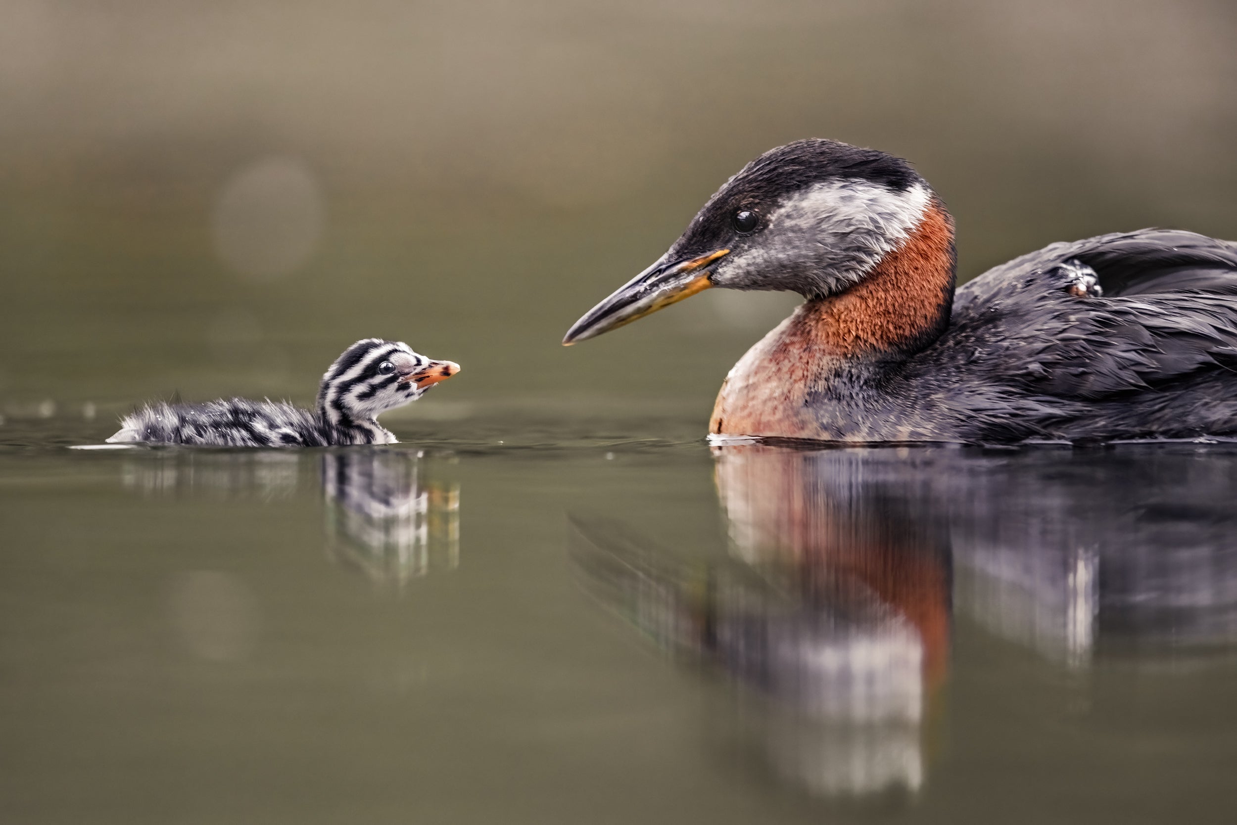Red-necked Grebe 024