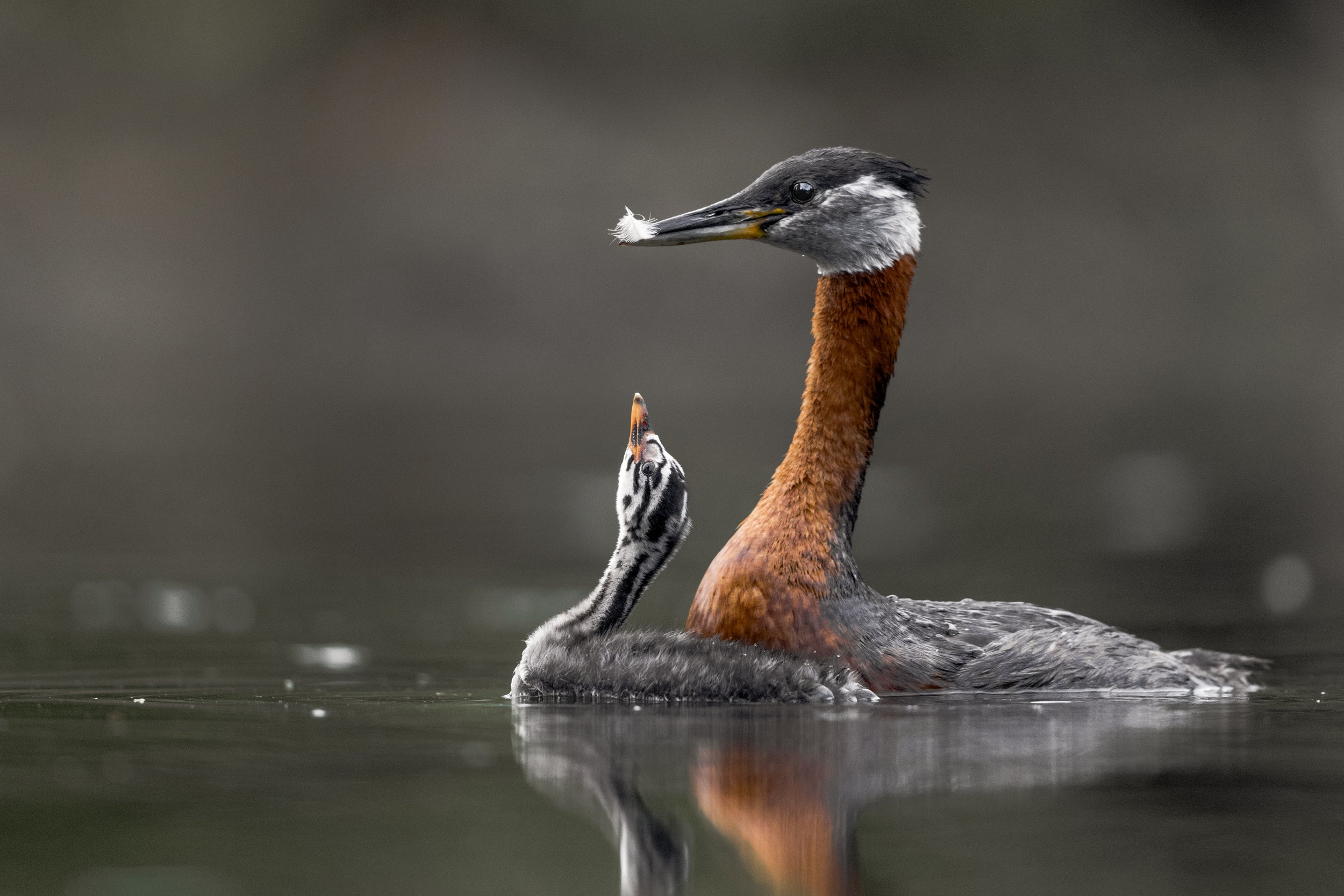 Red-necked Grebe 025