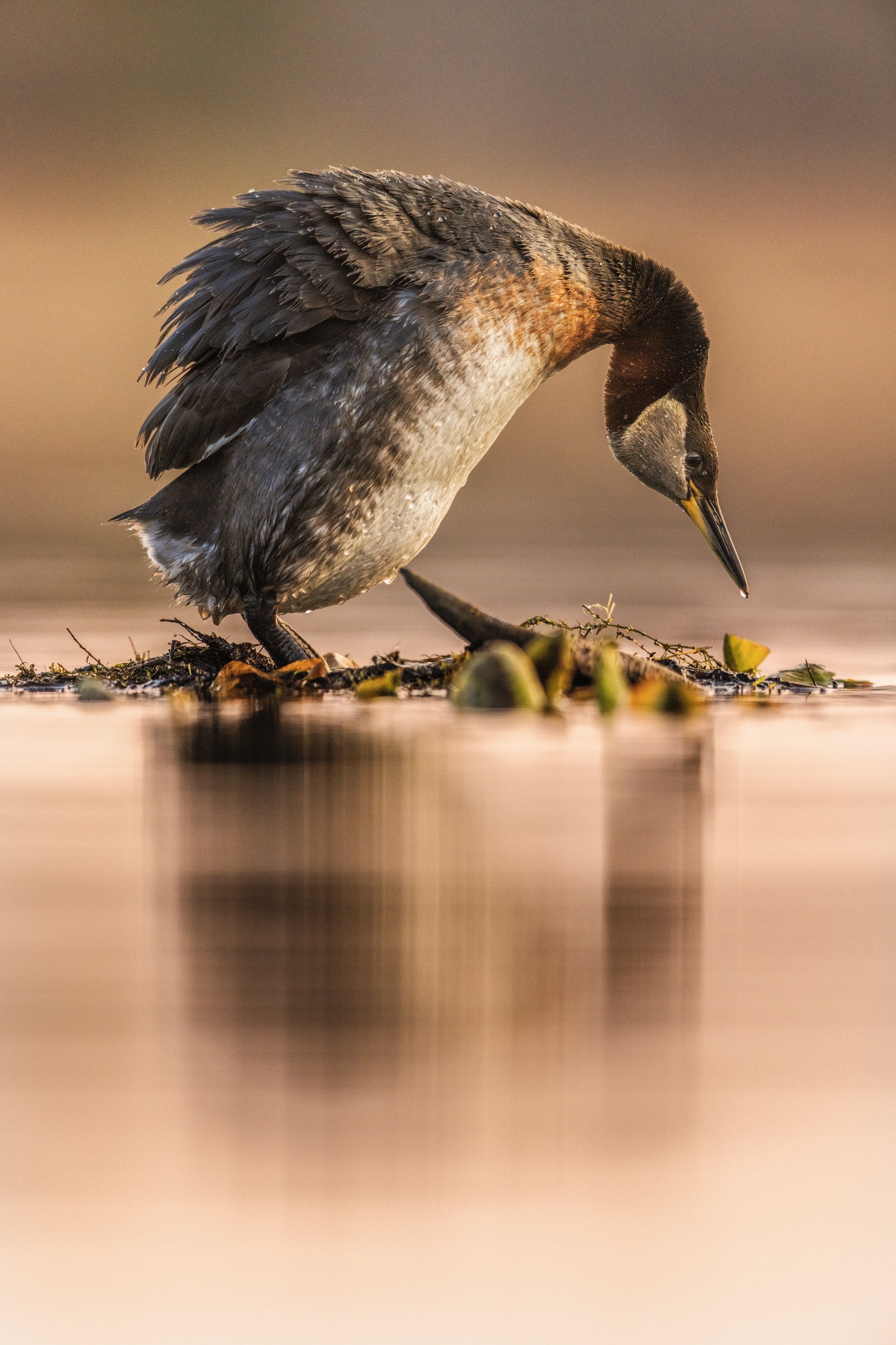Red-necked Grebe 026