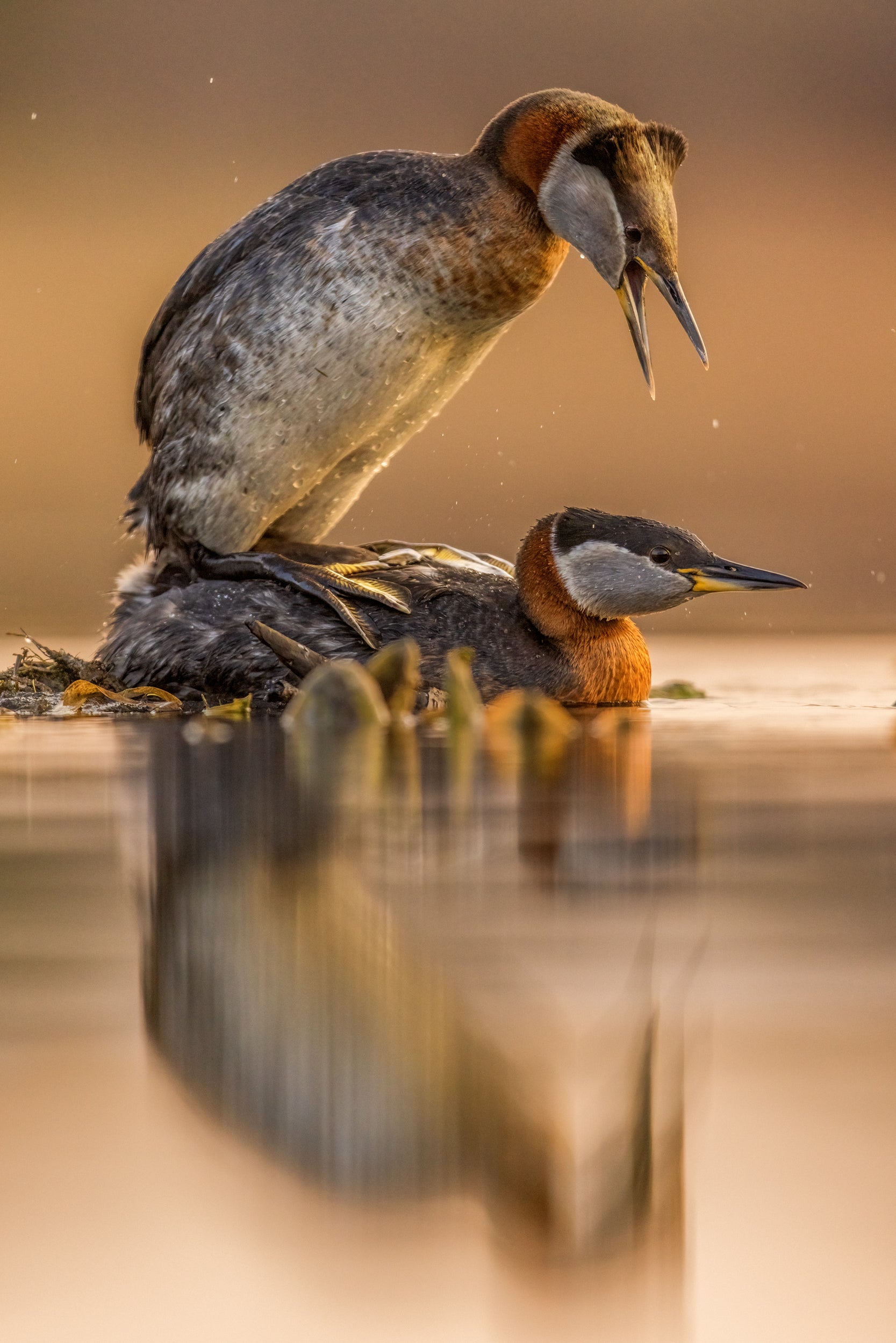 Red-necked Grebe 027