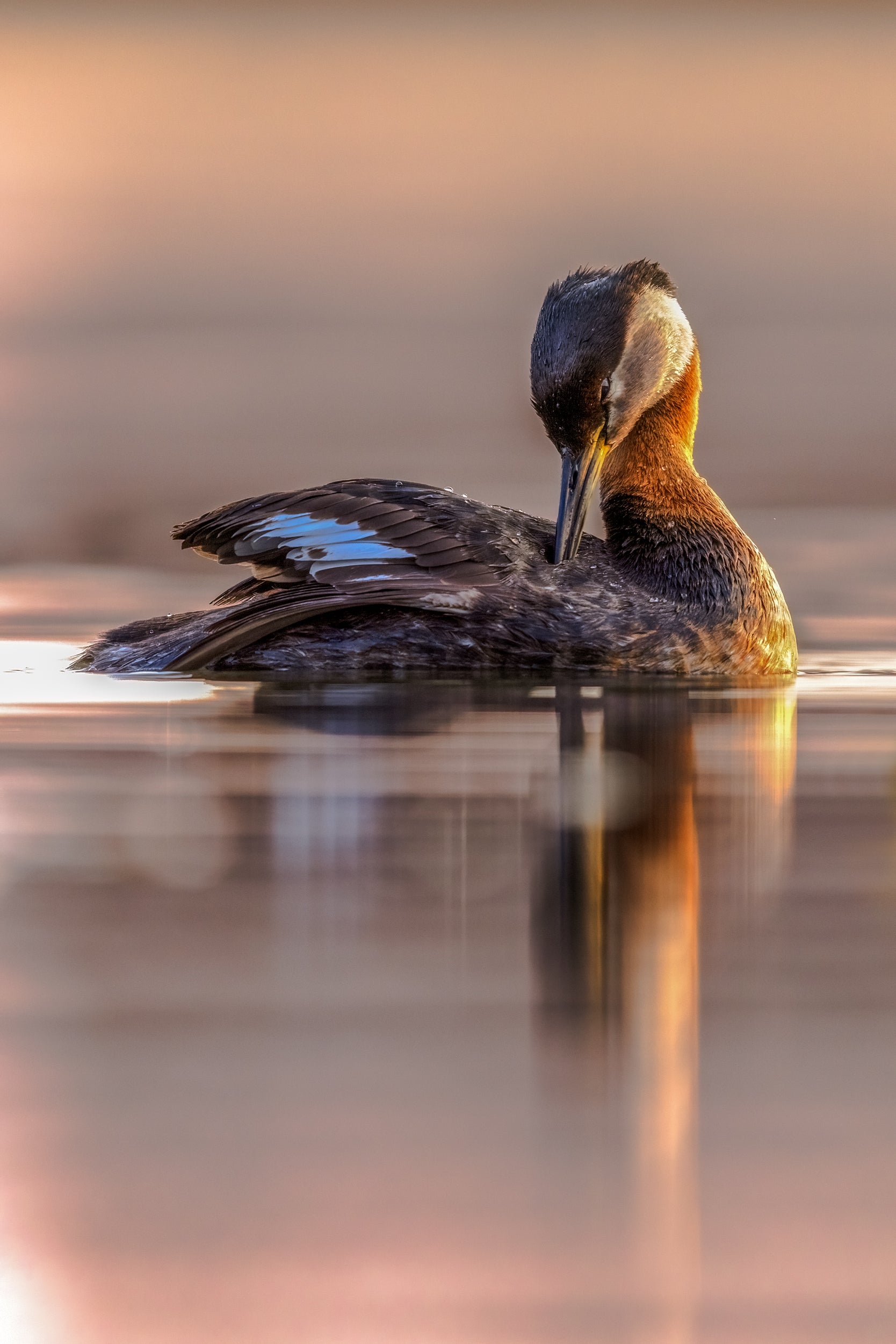 Red-necked Grebe 028