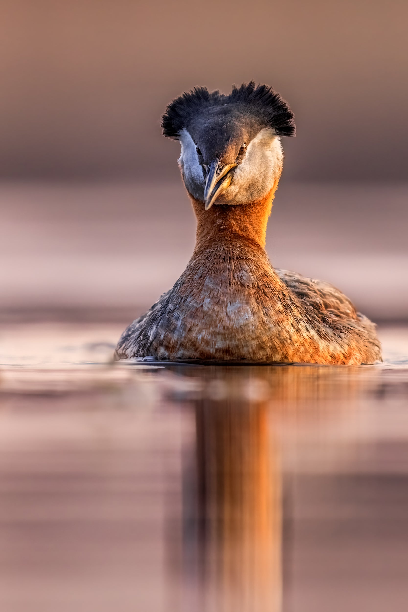 Red-necked Grebe 030