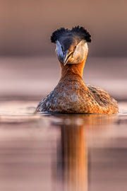 Red-necked Grebe 030