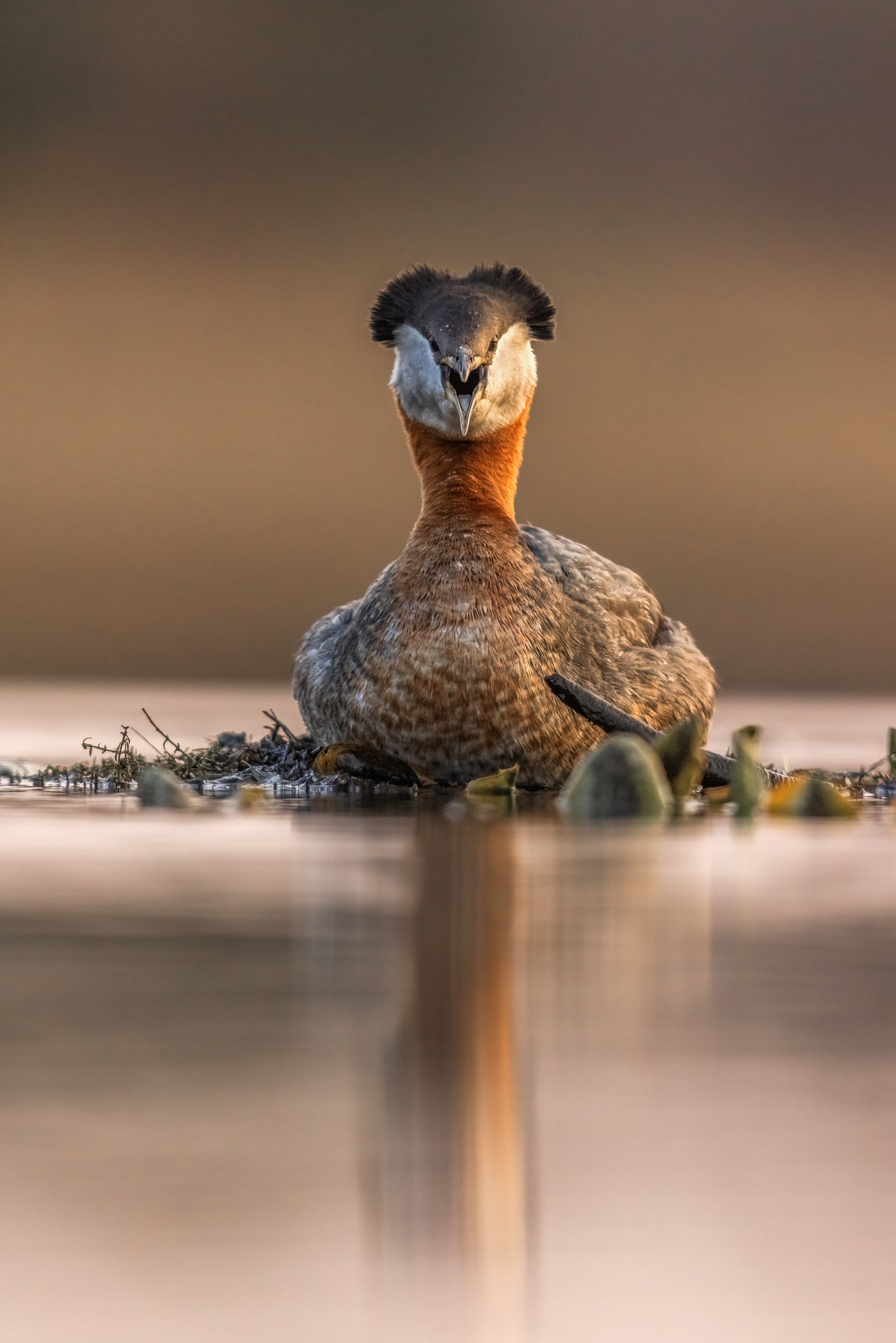 Red-necked Grebe 031