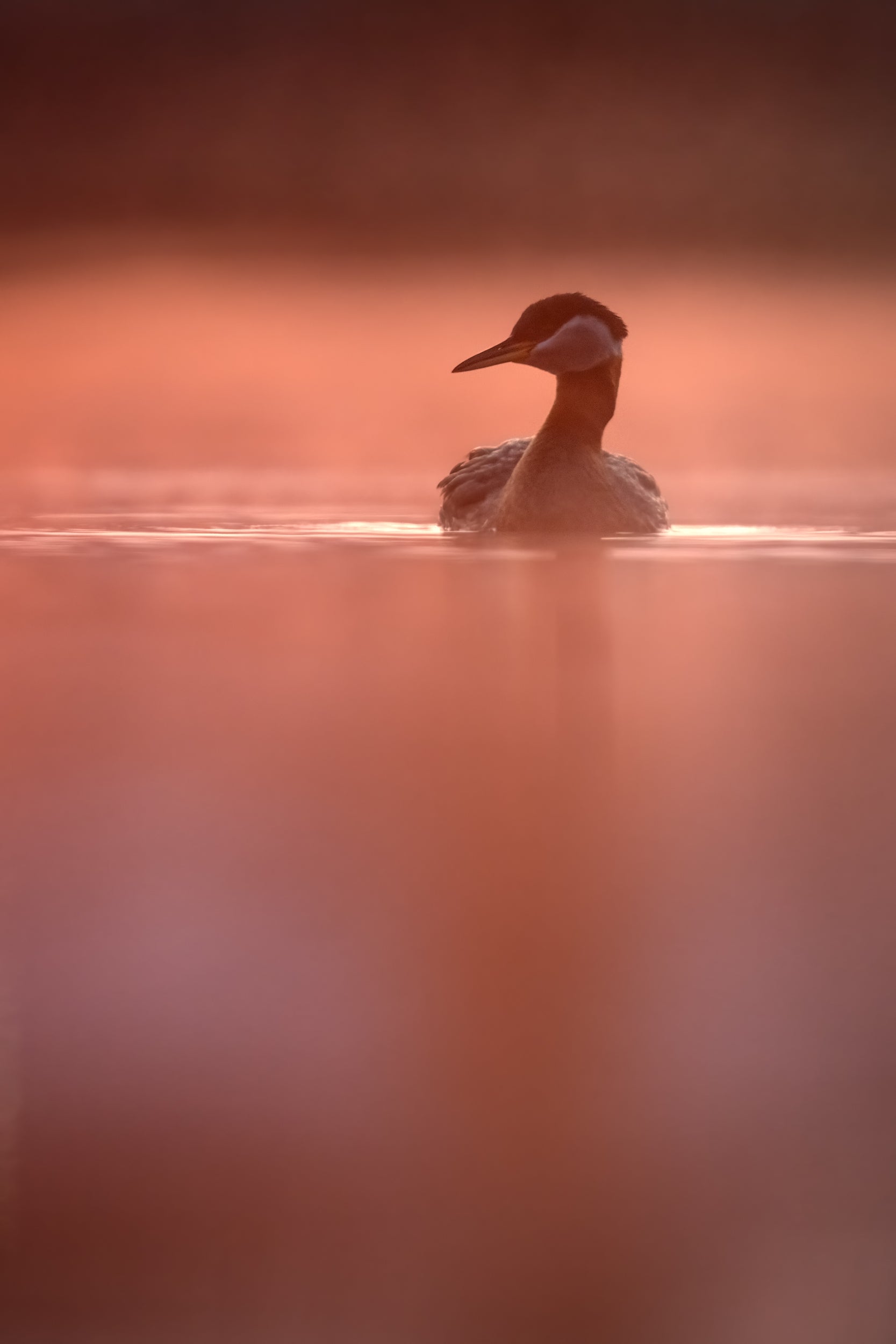 Red-necked Grebe 032